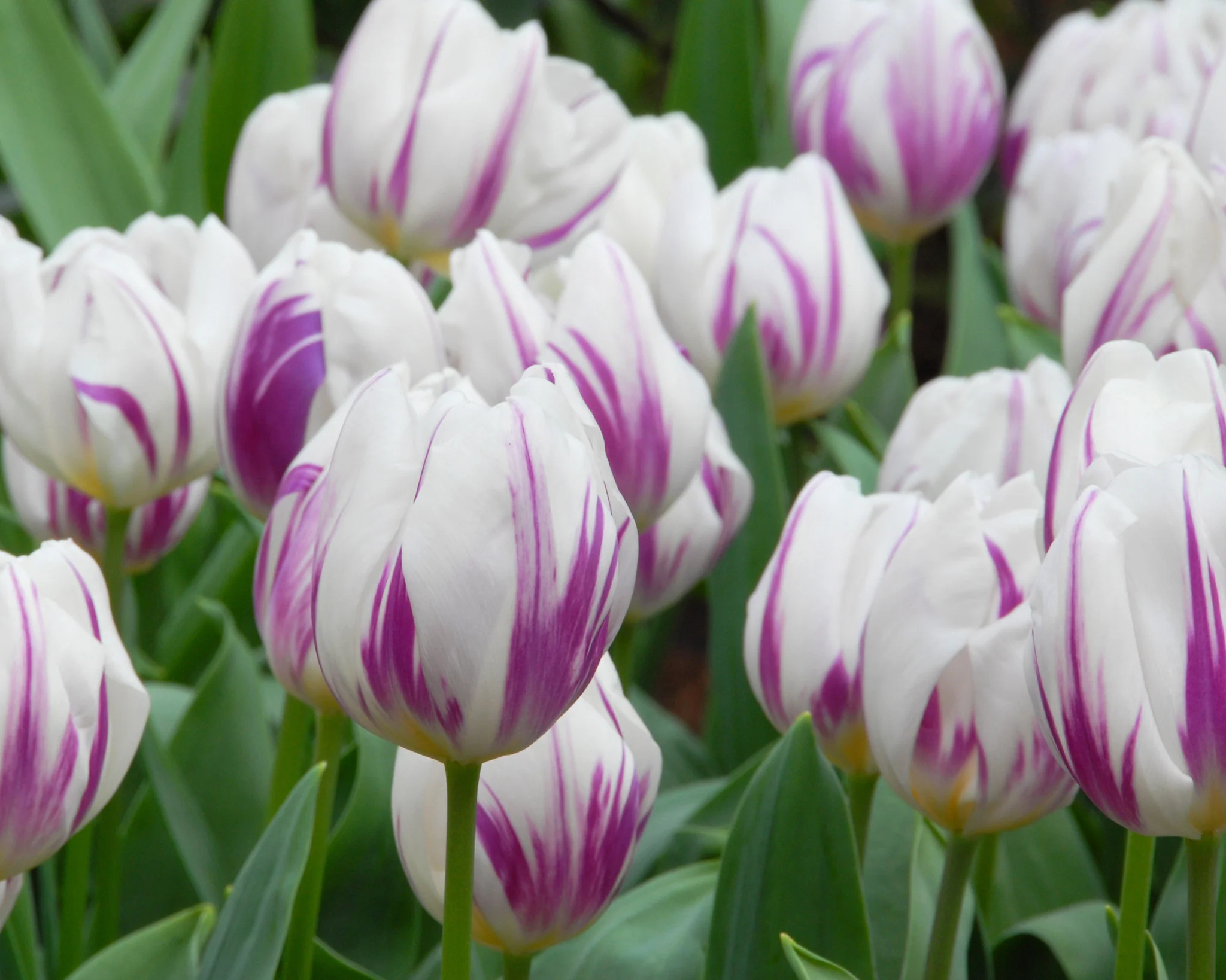 Tulip 'Flaming Flag' - Image 8