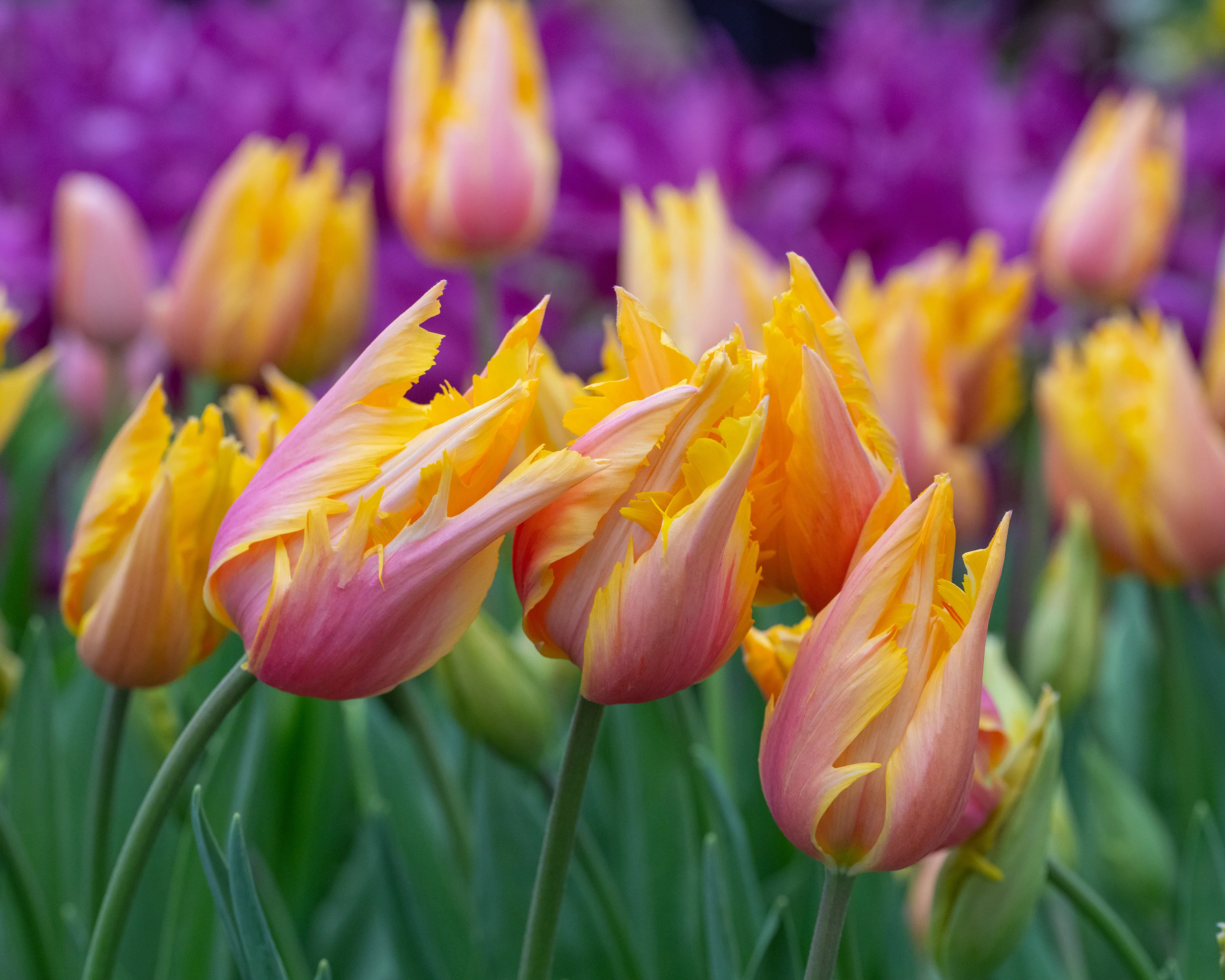 Tulip 'Flaming Memory' - Image 4