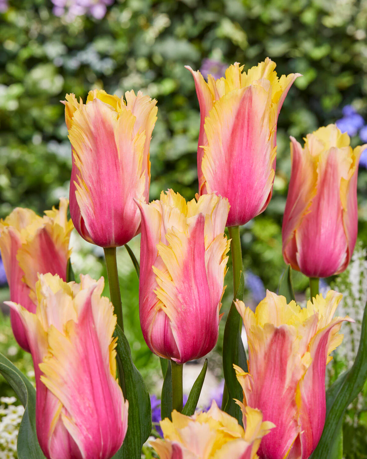 Tulip 'Flaming Memory' - Image 6
