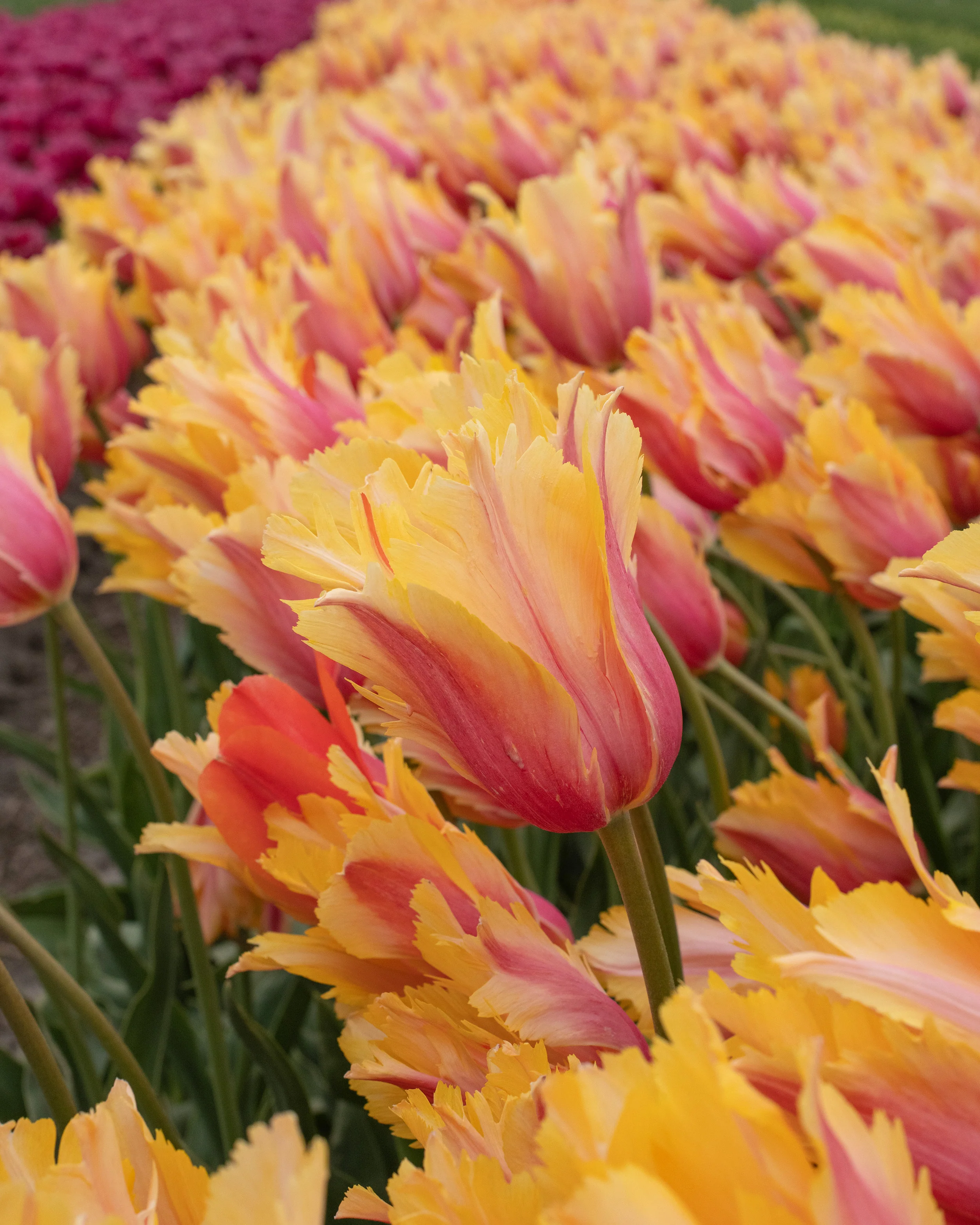 Tulip 'Flaming Memory' - Image 7