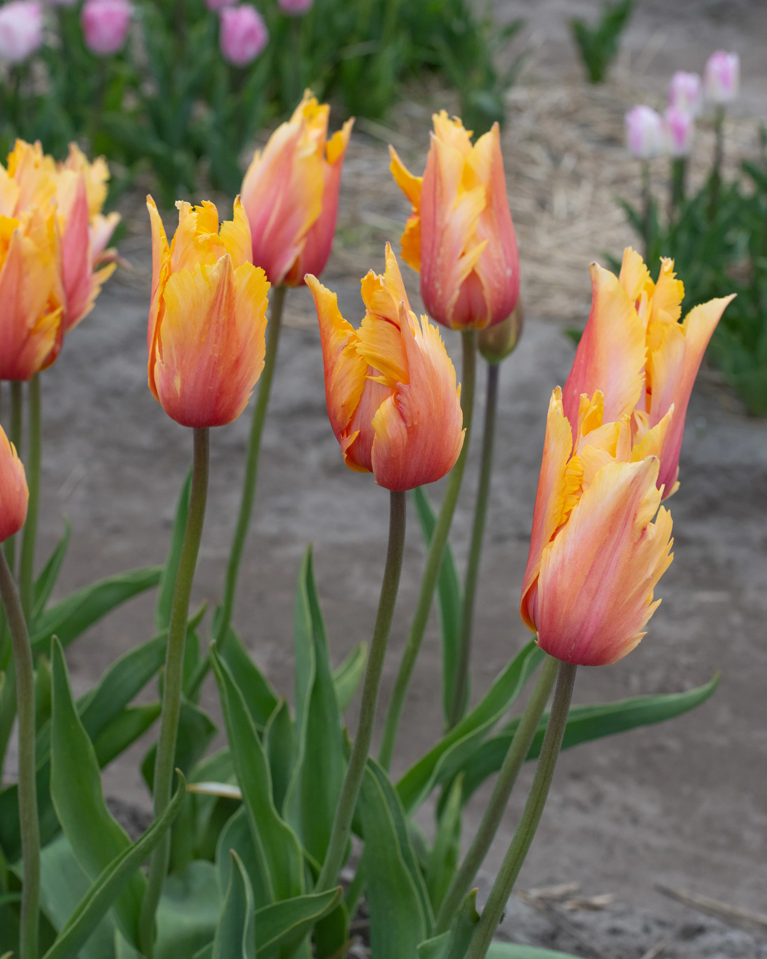 Tulip 'Flaming Memory' - Image 9
