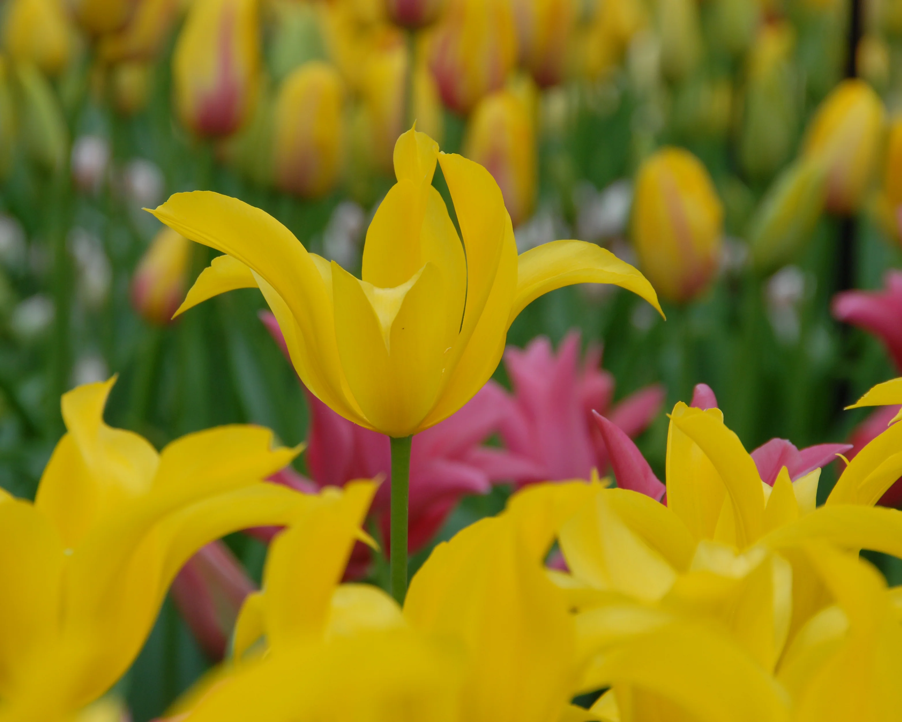 Tulip 'Flashback' - Image 4