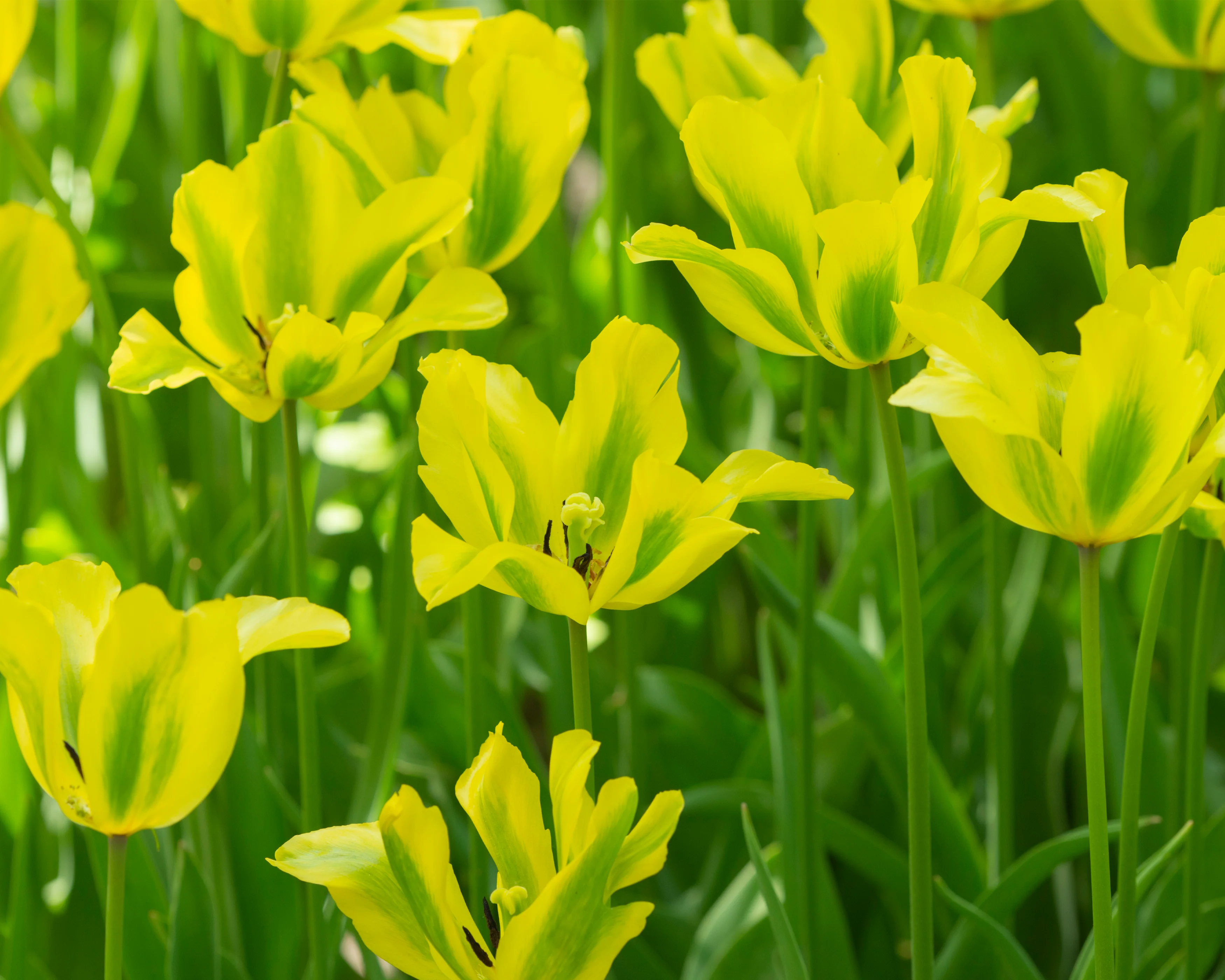 Tulip 'Formosa' - Image 3