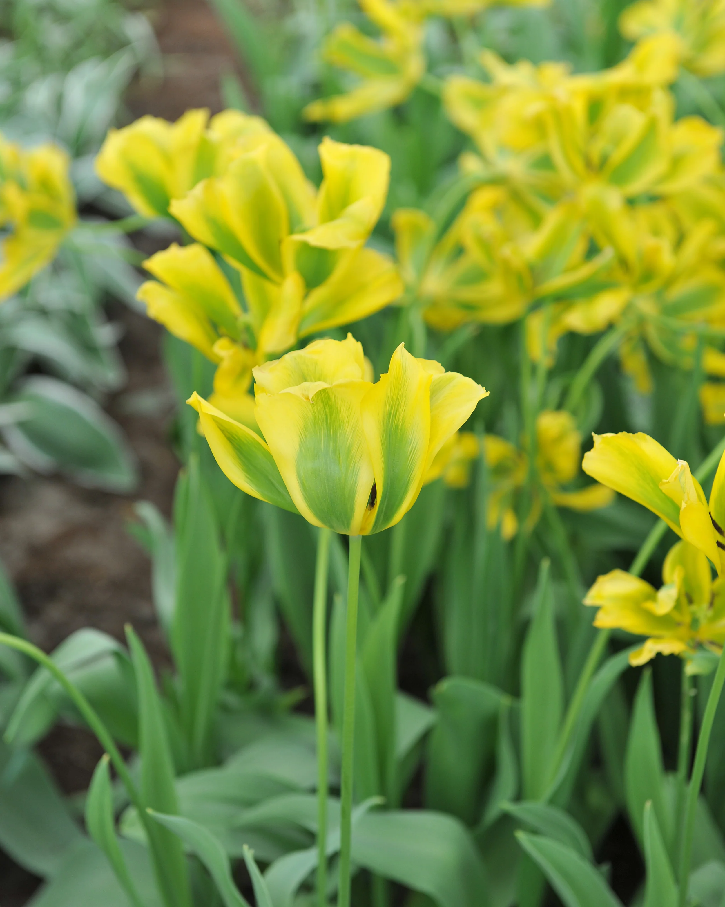 Tulip 'Formosa' - Image 4