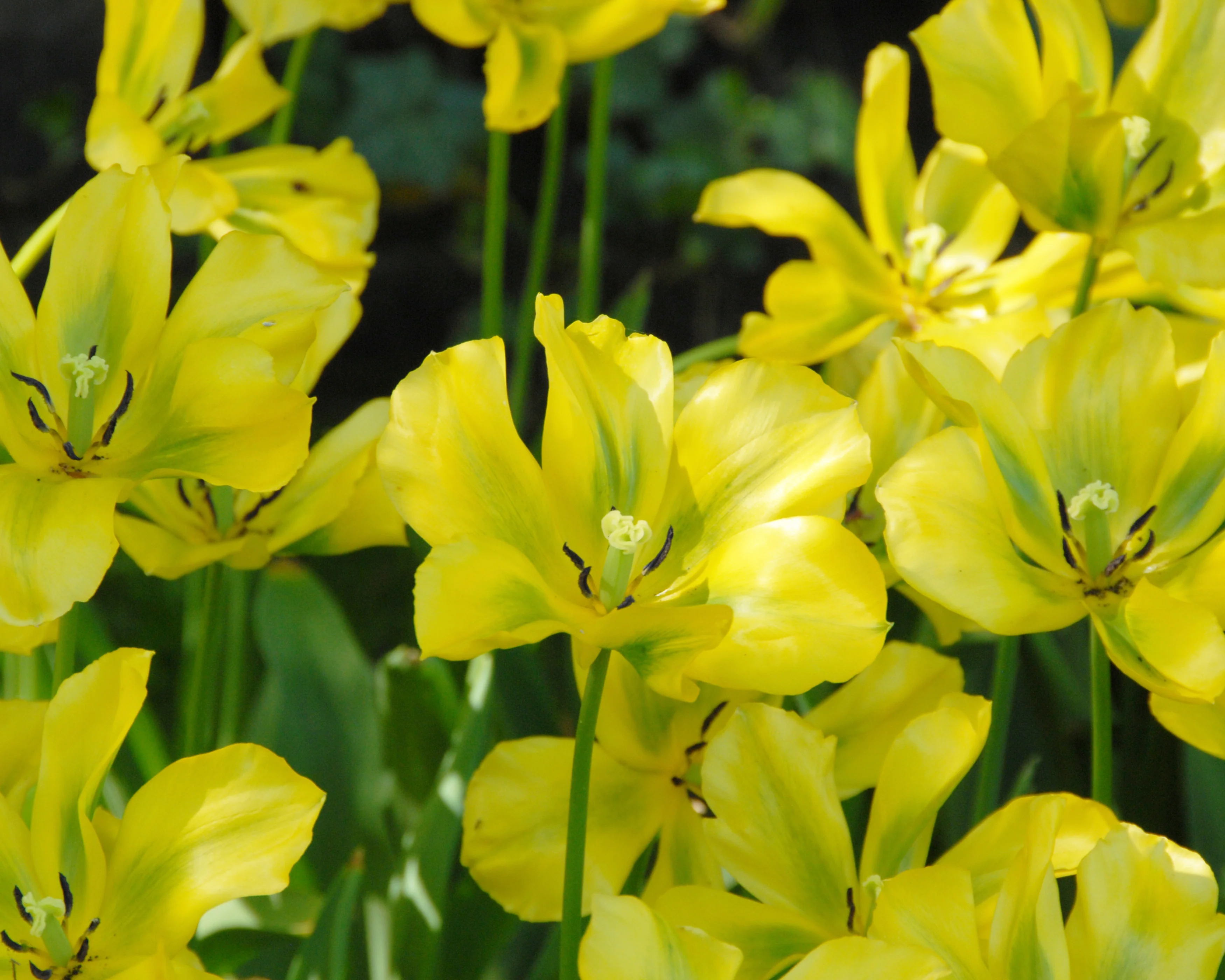 Tulip 'Formosa' - Image 9