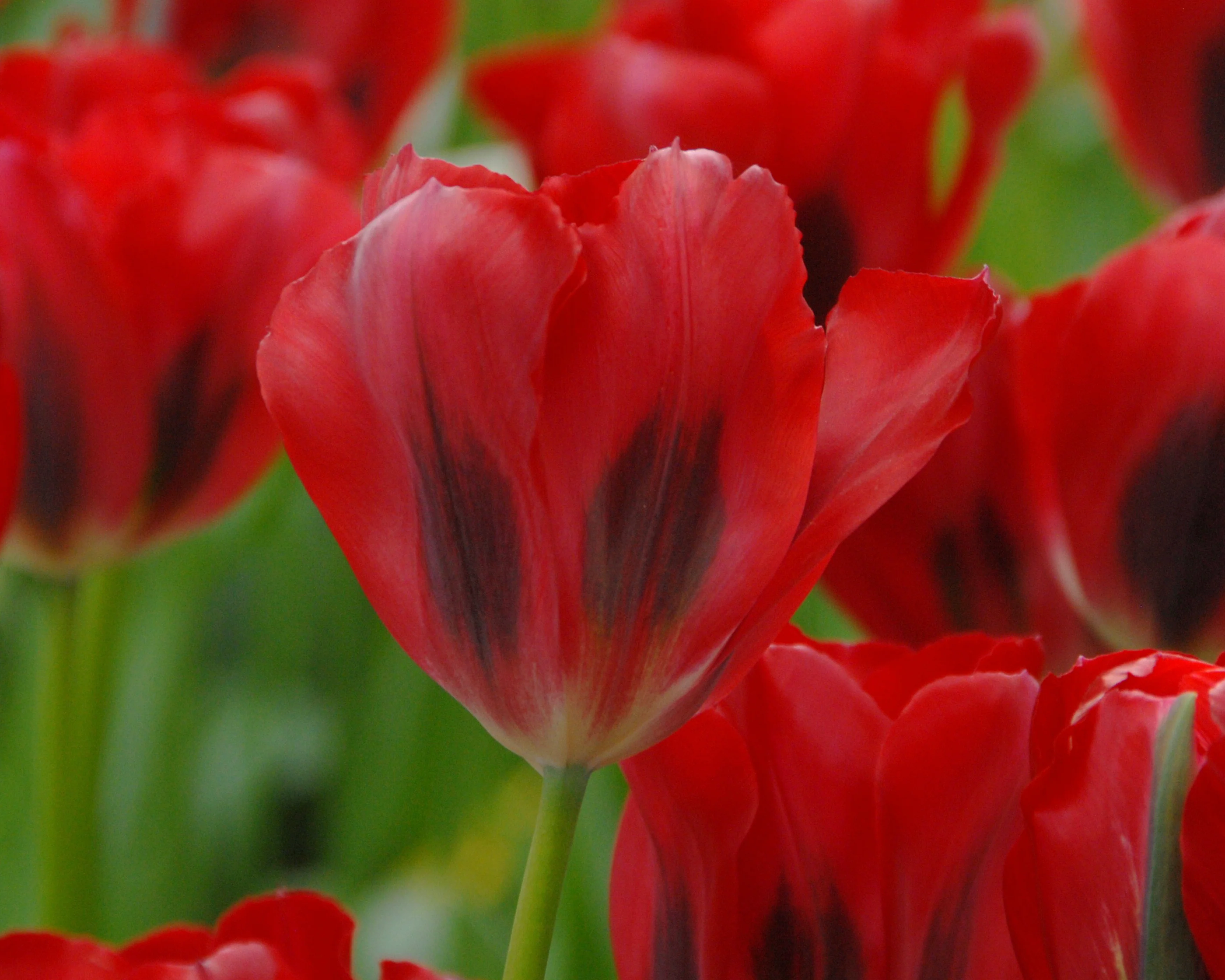 Tulip 'Formosa Red' - Image 2