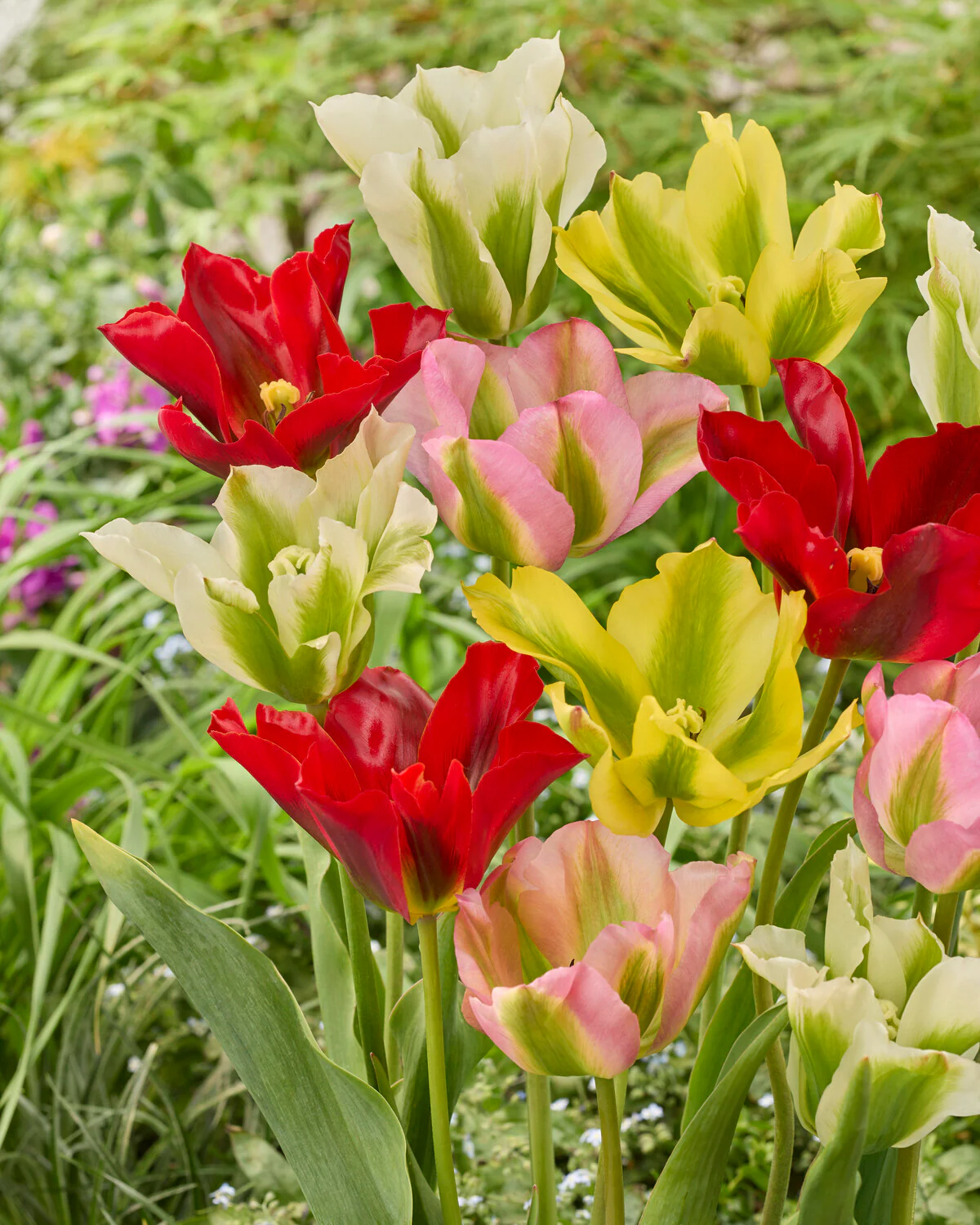 Tulip 'Formosa Red' - Image 3