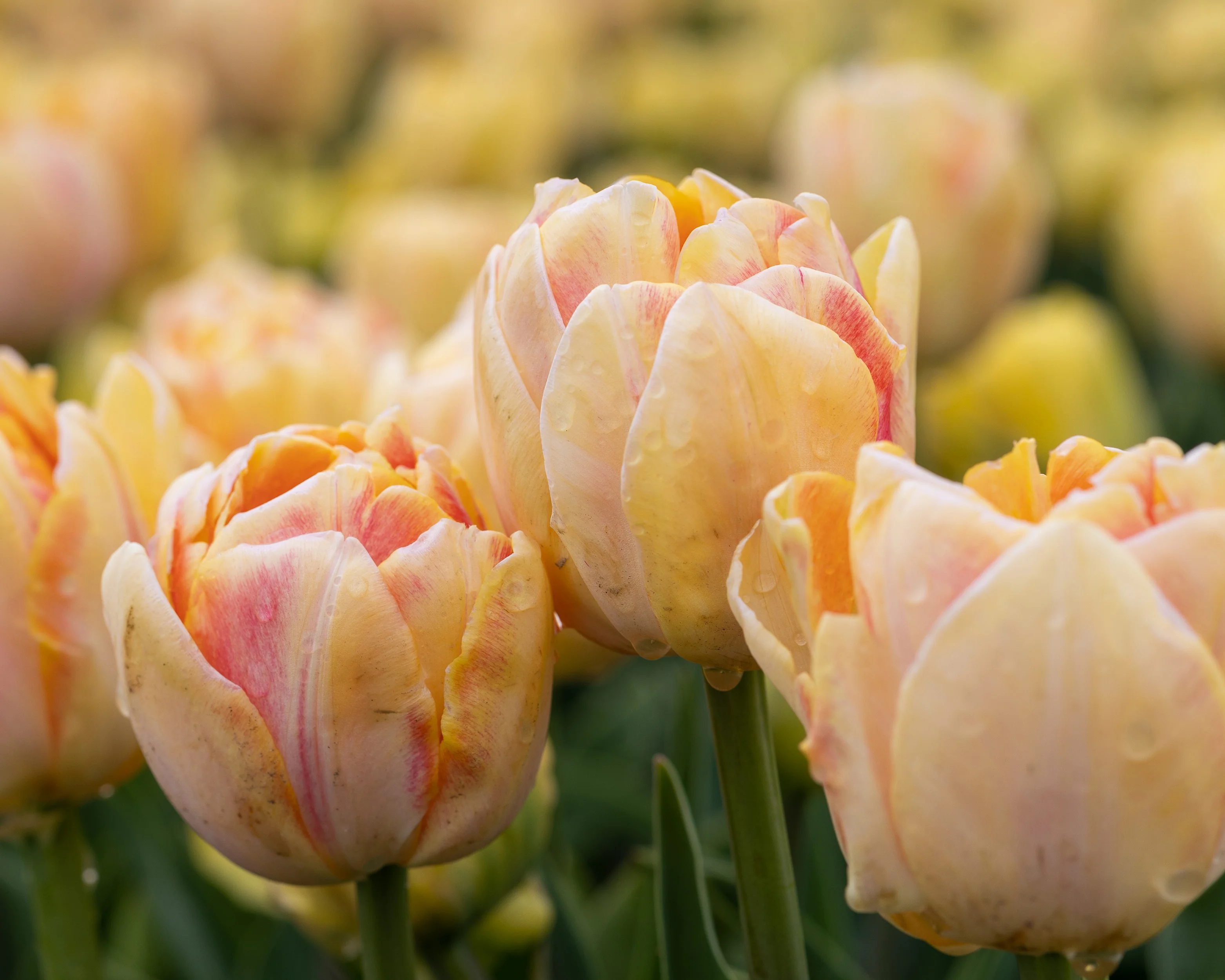 Tulip 'Foxy Foxtrot' - Image 12