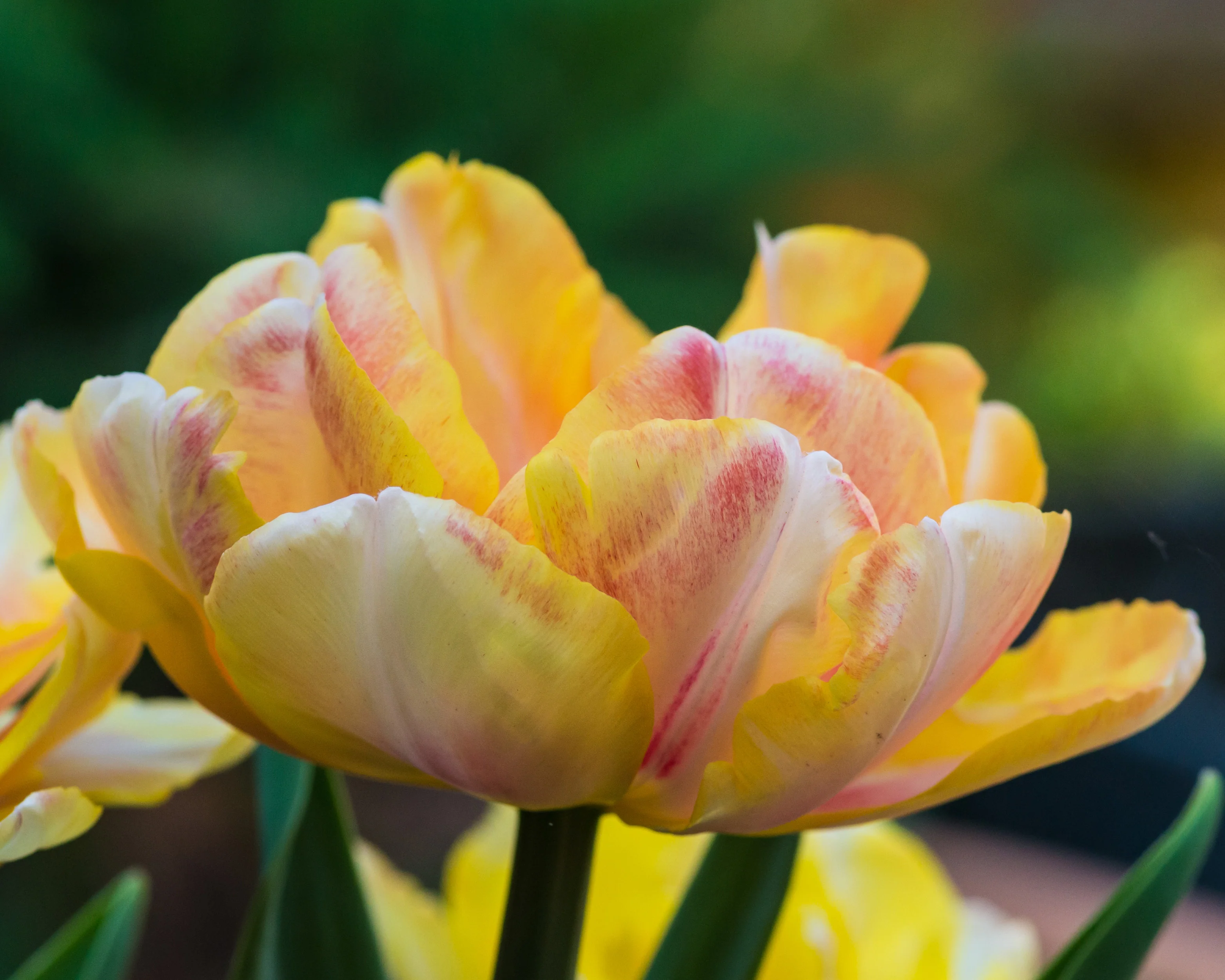 Tulip 'Foxy Foxtrot' - Image 13