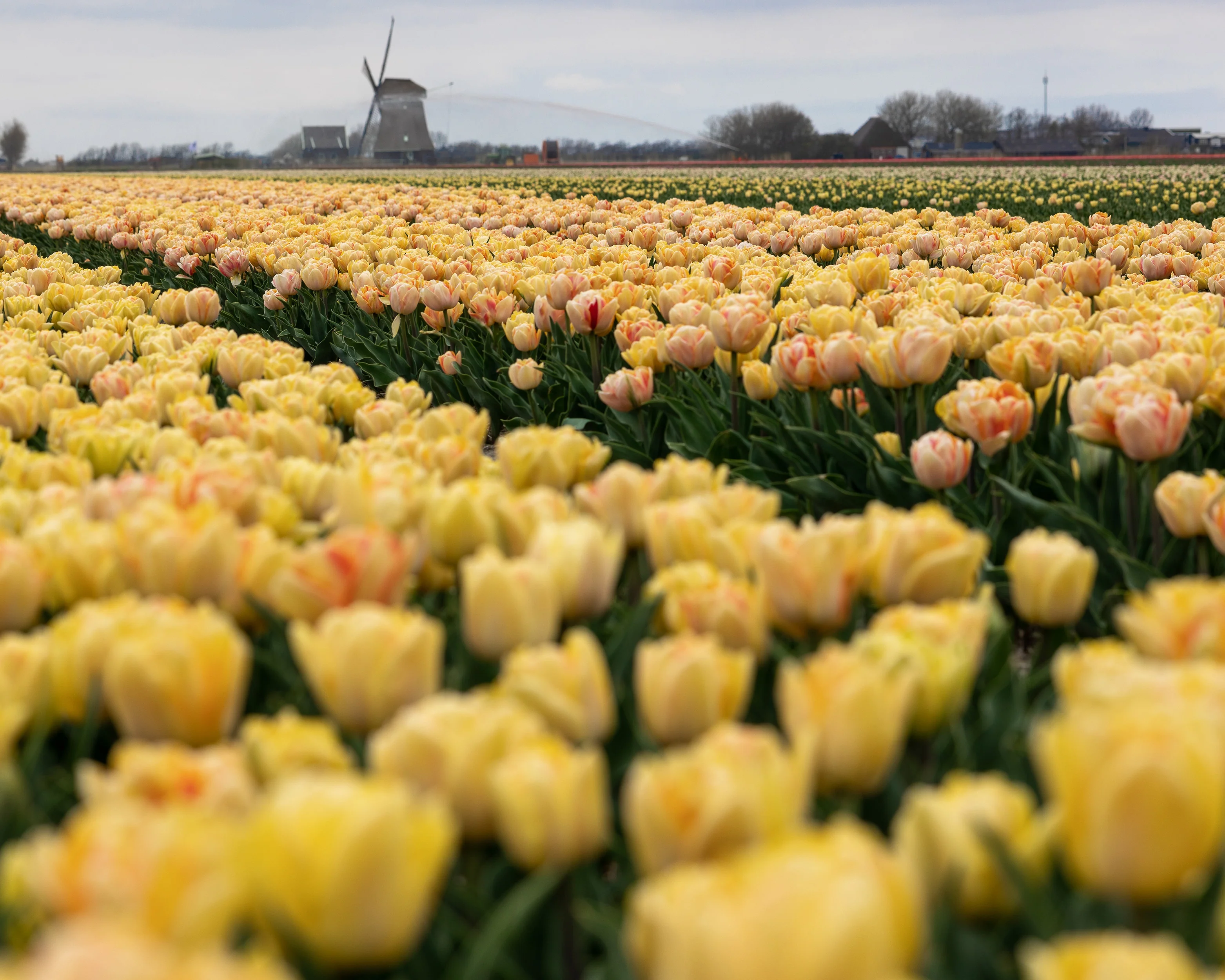 Tulip 'Foxy Foxtrot' - Image 14