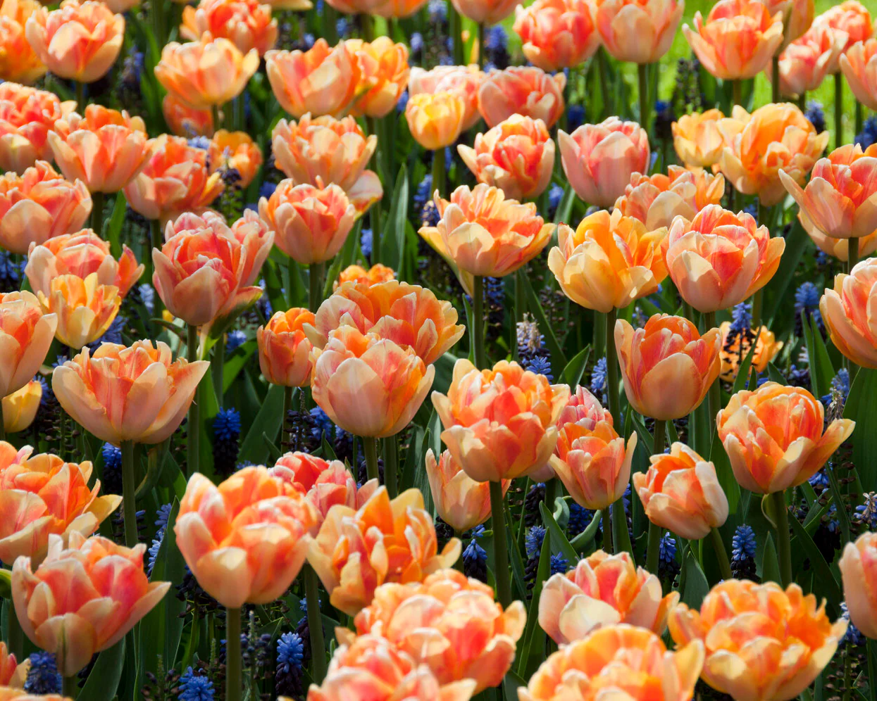 Tulip 'Foxy Foxtrot' - Image 2