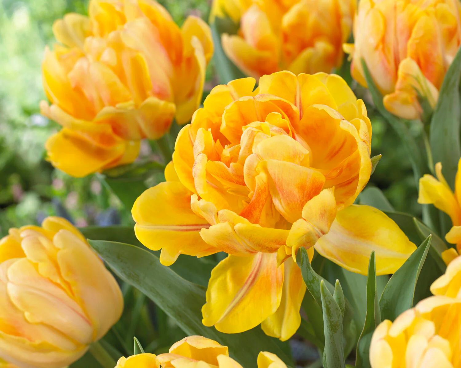 Tulip 'Foxy Foxtrot' - Image 5