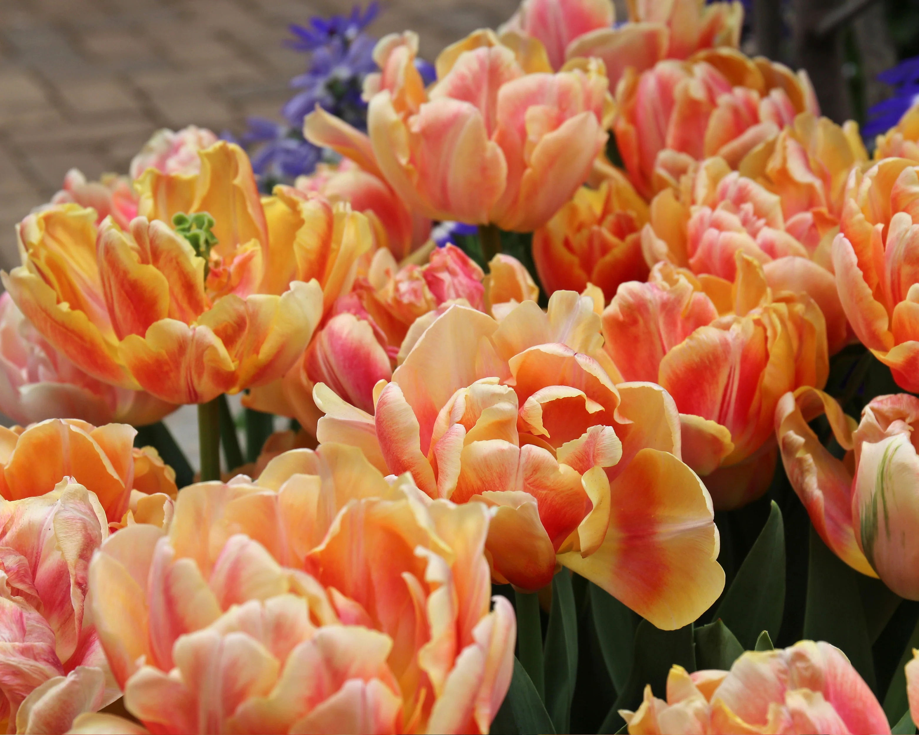 Tulip 'Foxy Foxtrot' - Image 6