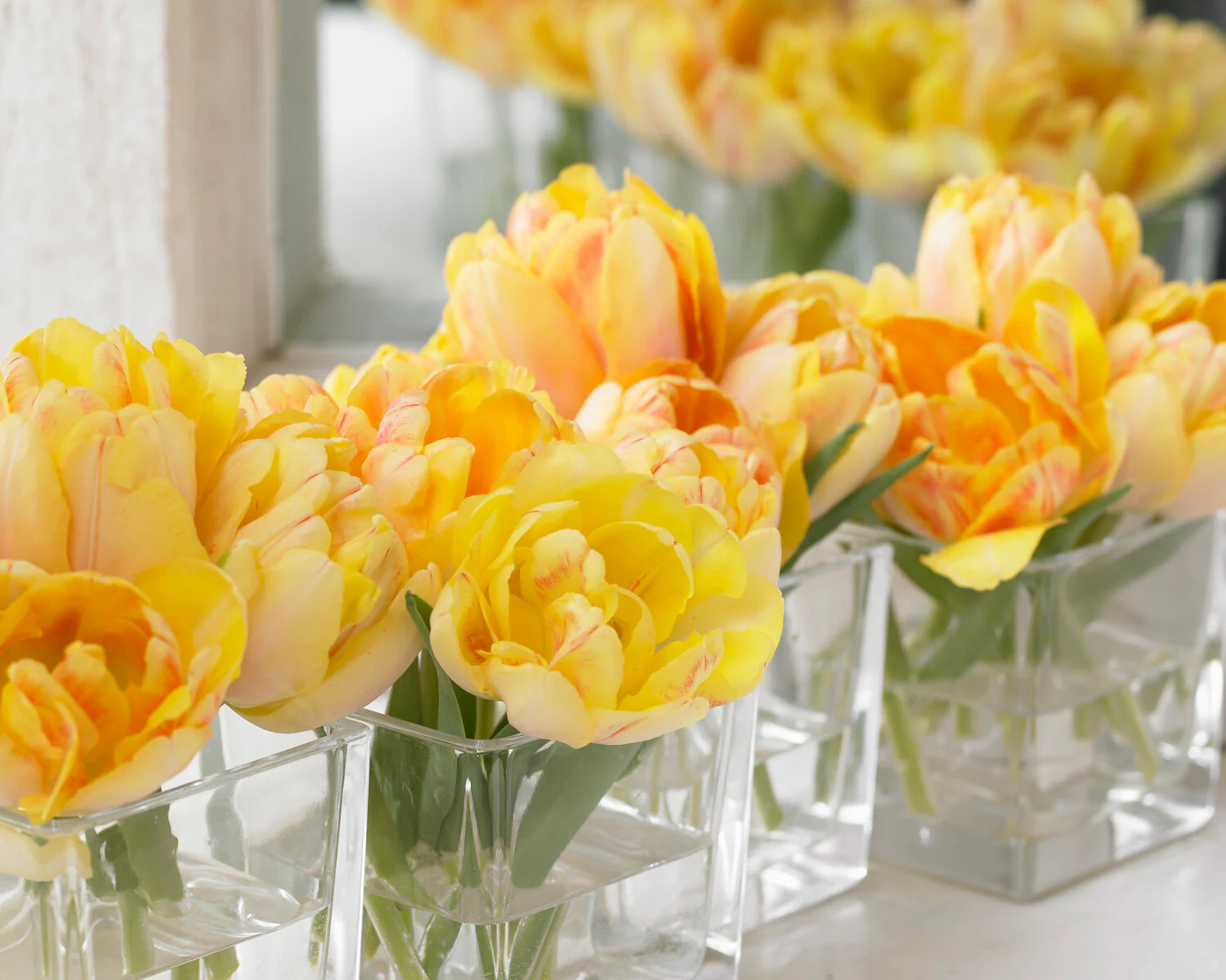 Tulip 'Foxy Foxtrot' - Image 7