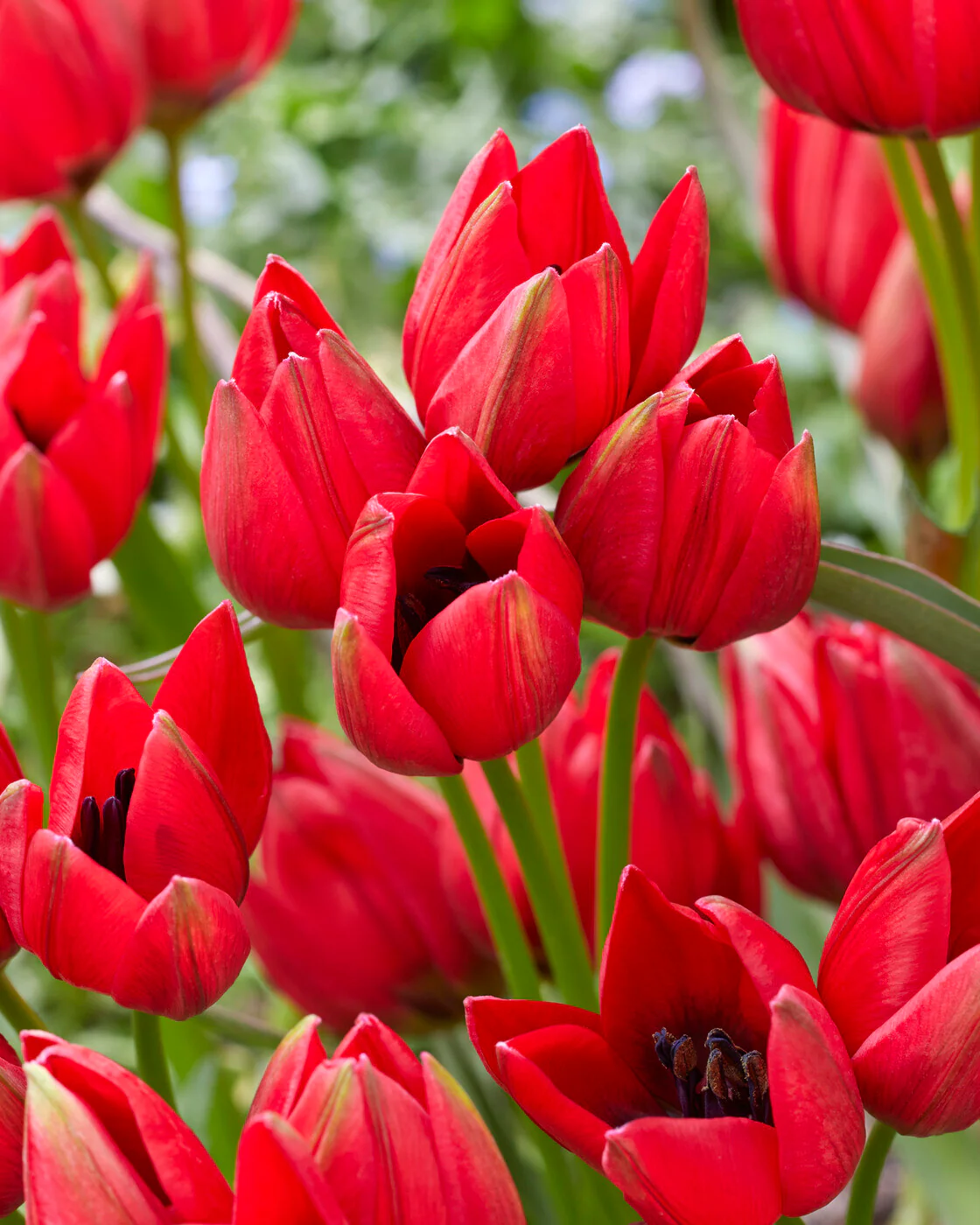 Tulip 'Francisca'