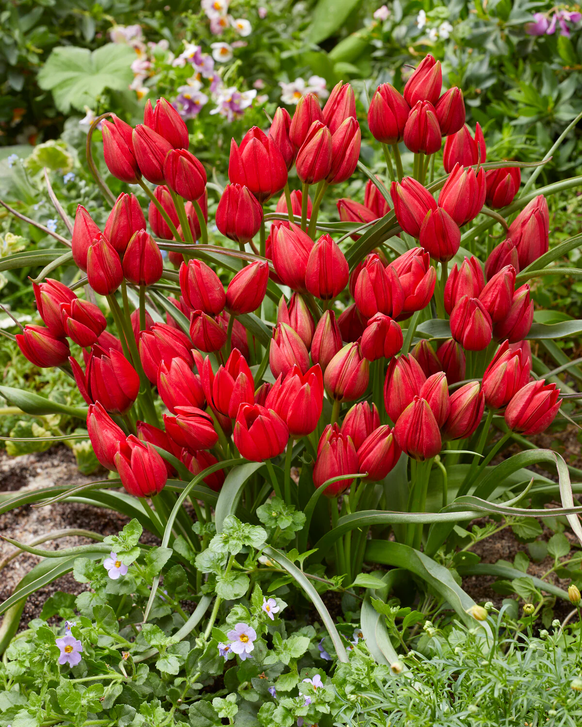 Tulip 'Francisca' - Image 2