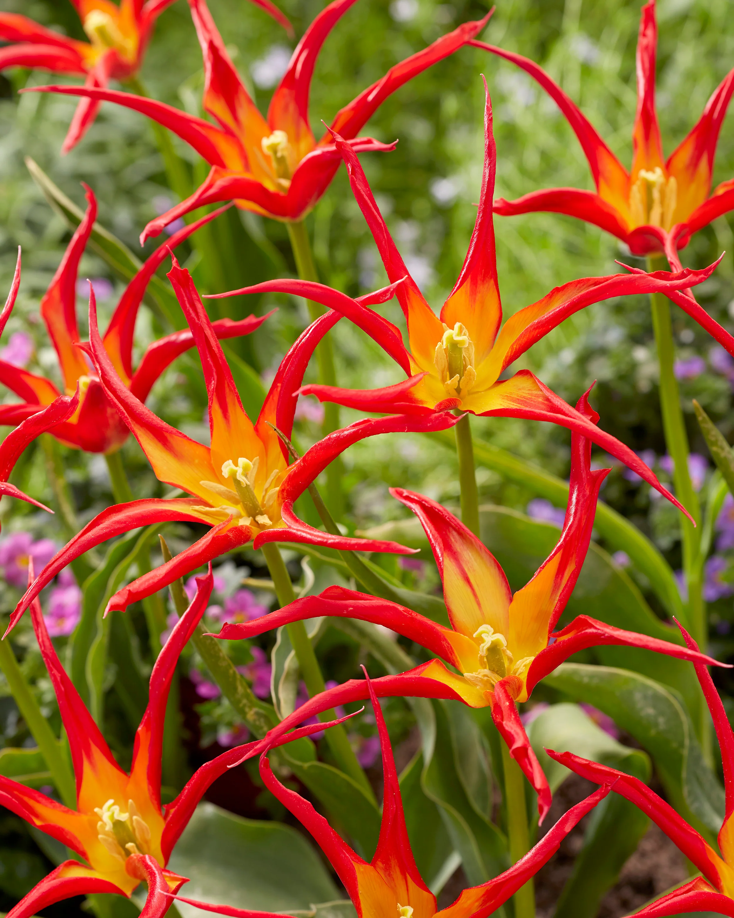 Tulip 'Go Go Red' - Image 6