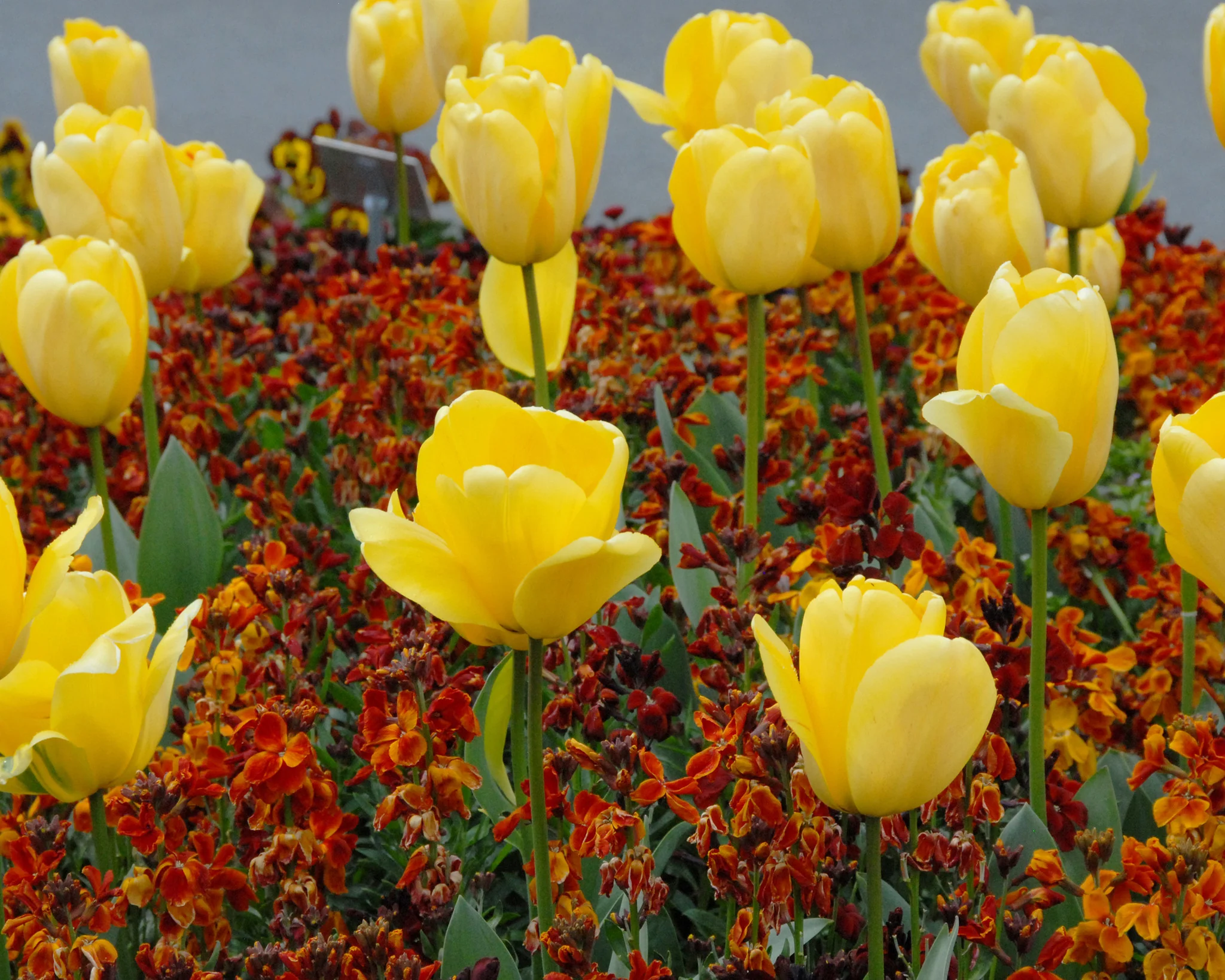 Tulip 'Golden Parade' - Image 5