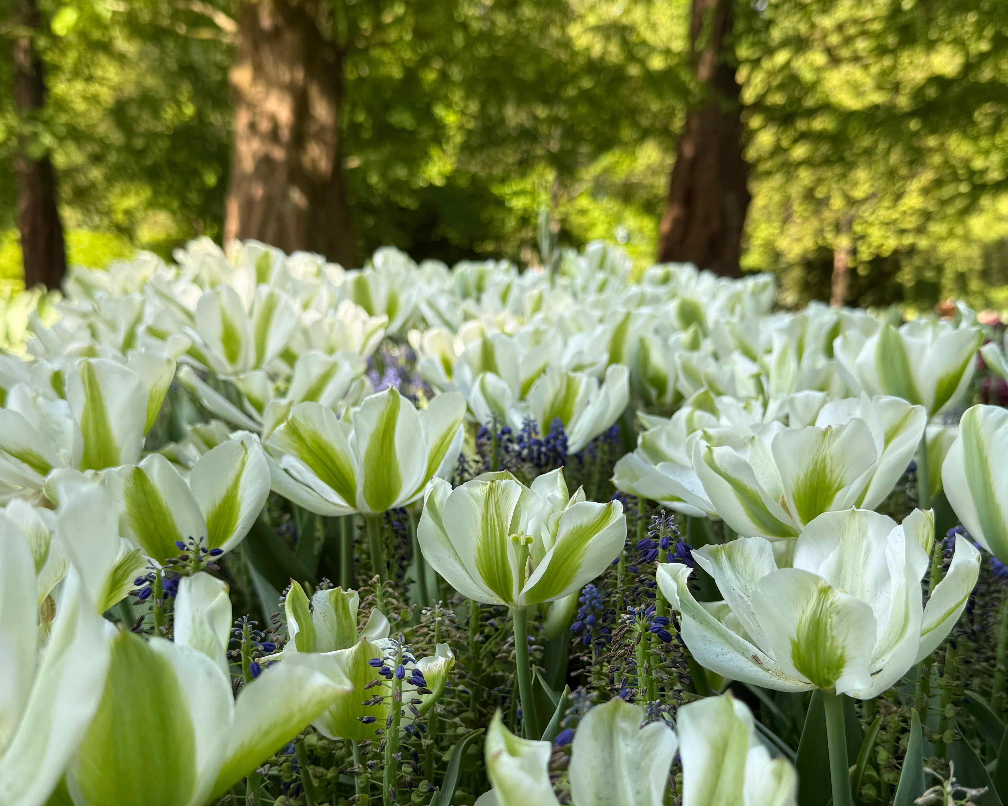 Tulip 'Green Day' - Image 2