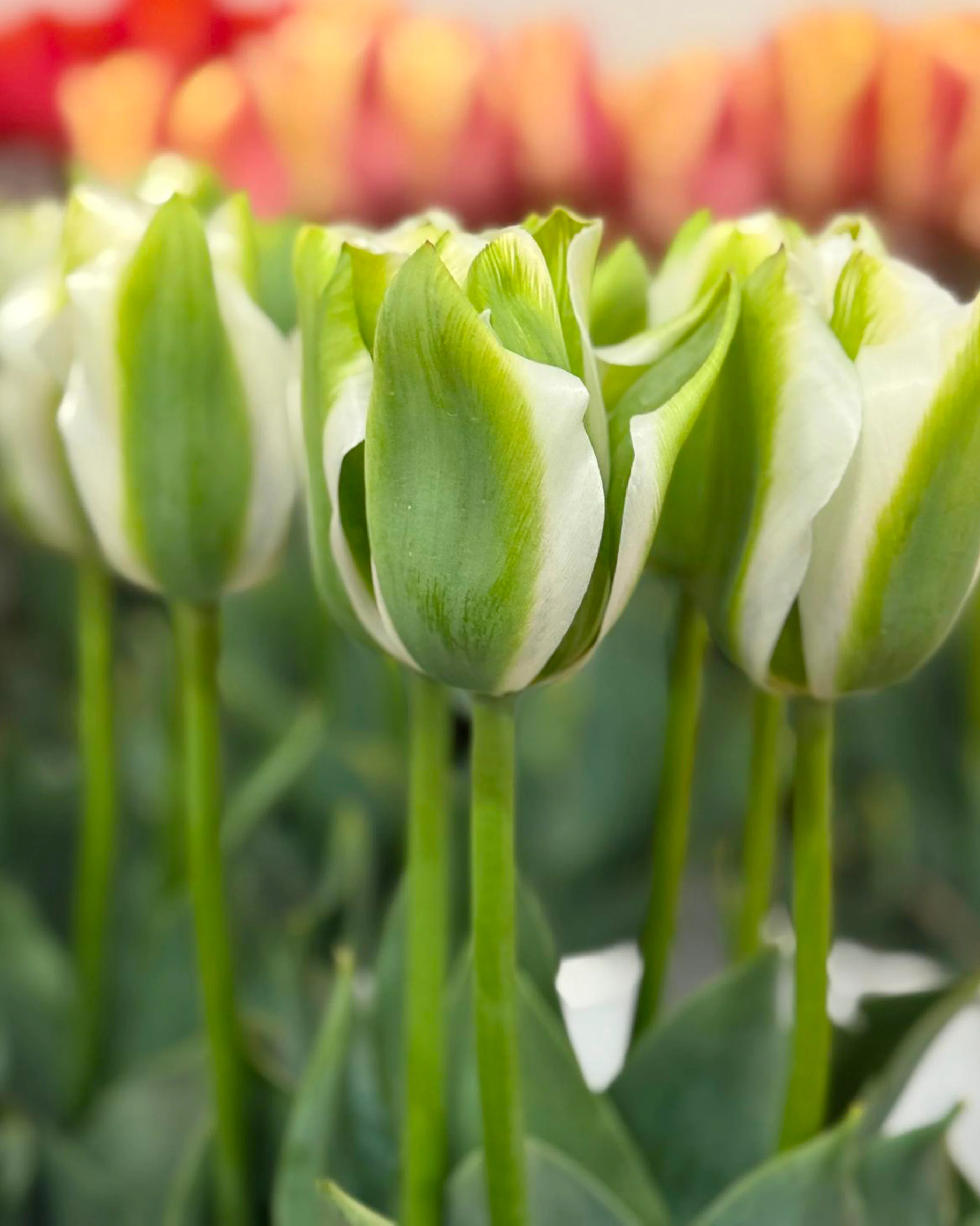 Tulip 'Green Day' - Image 4