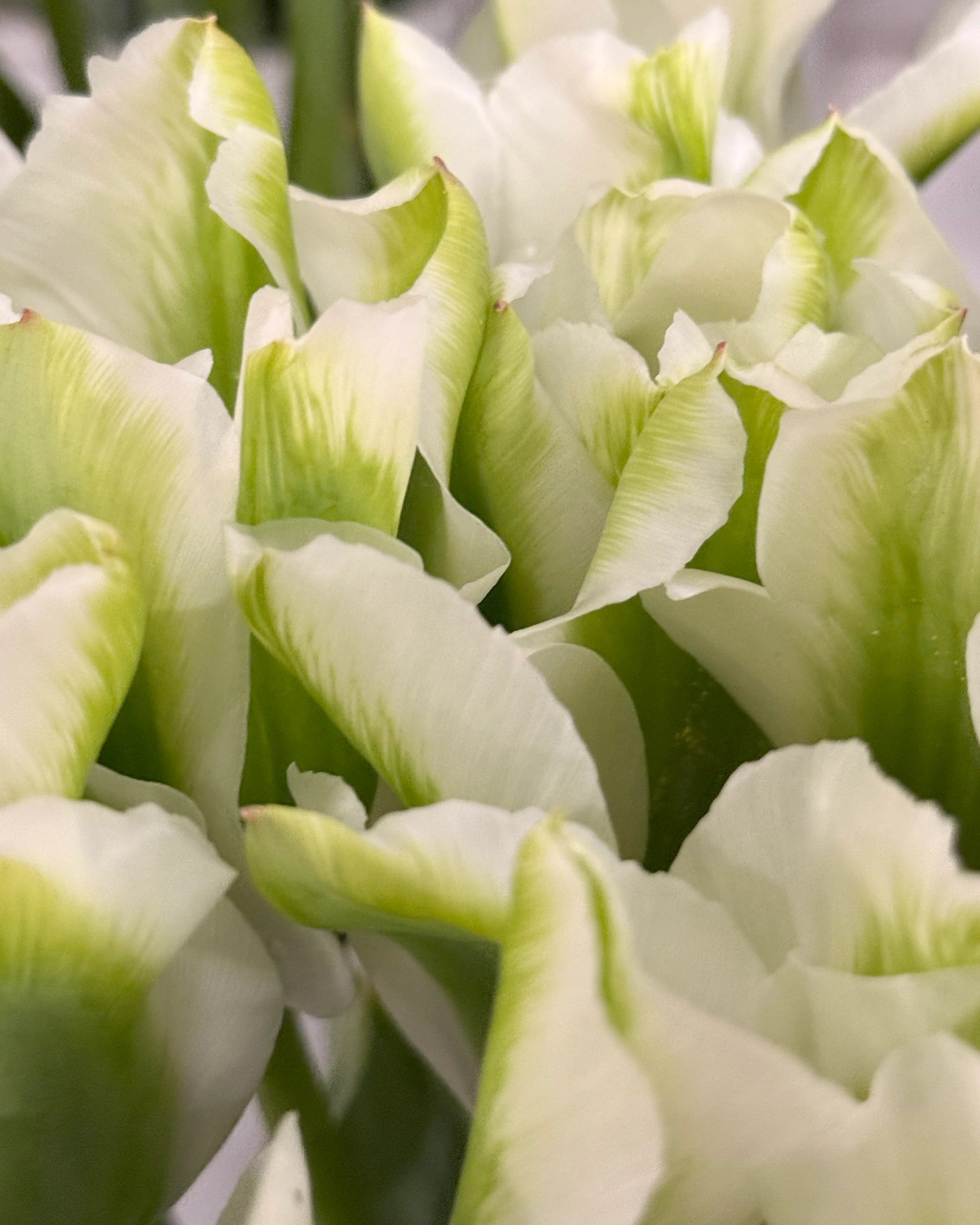 Tulip 'Green Day' - Image 5