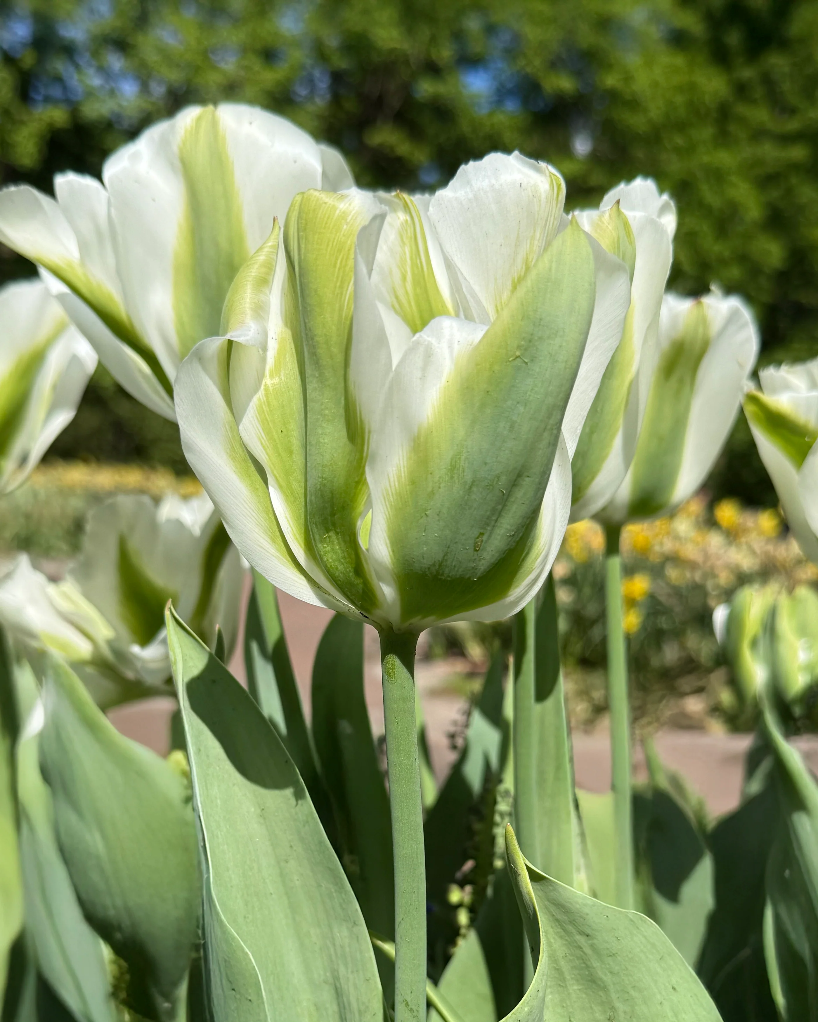 Tulip 'Green Day' - Image 8