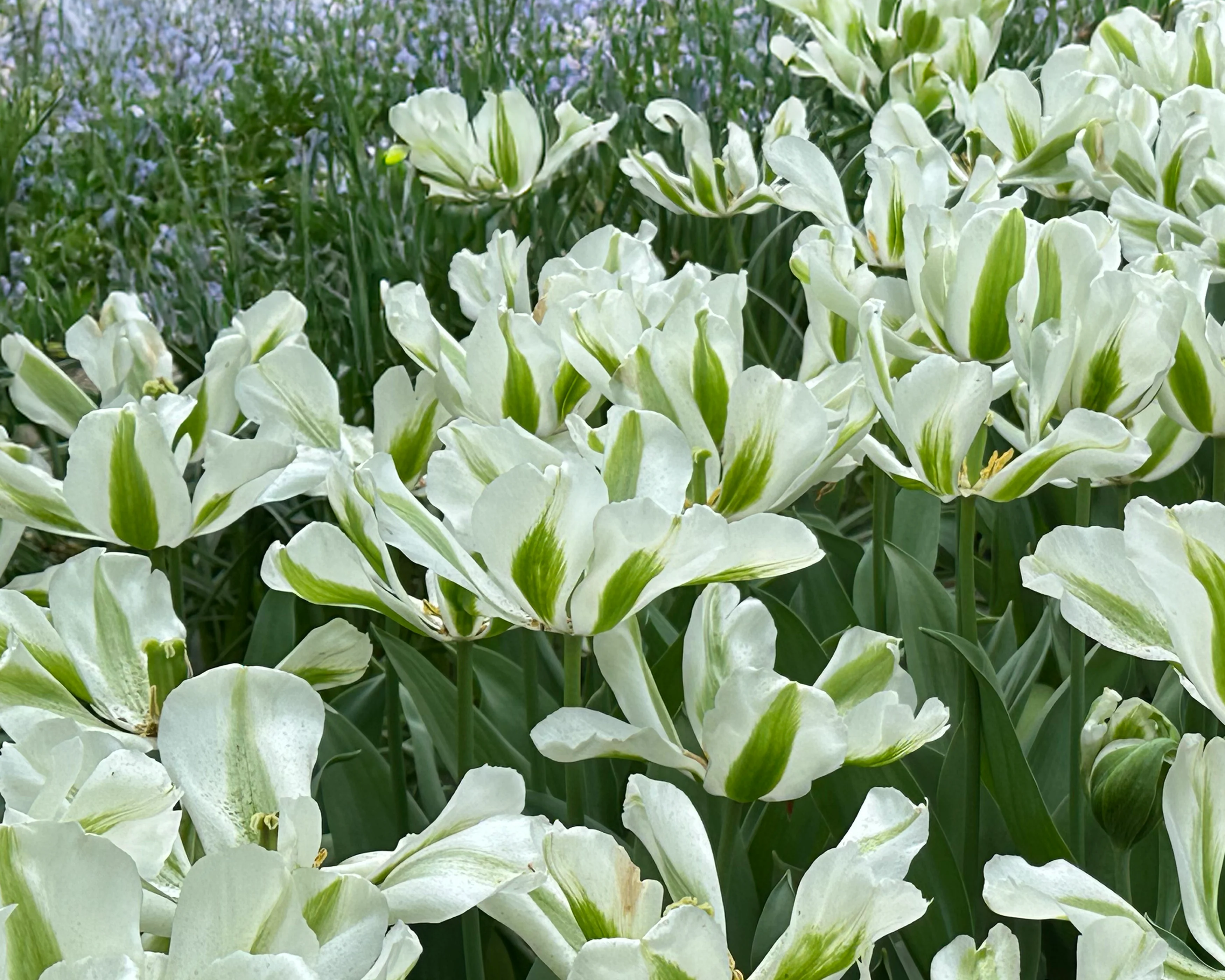 Tulip 'Green Day' - Image 9