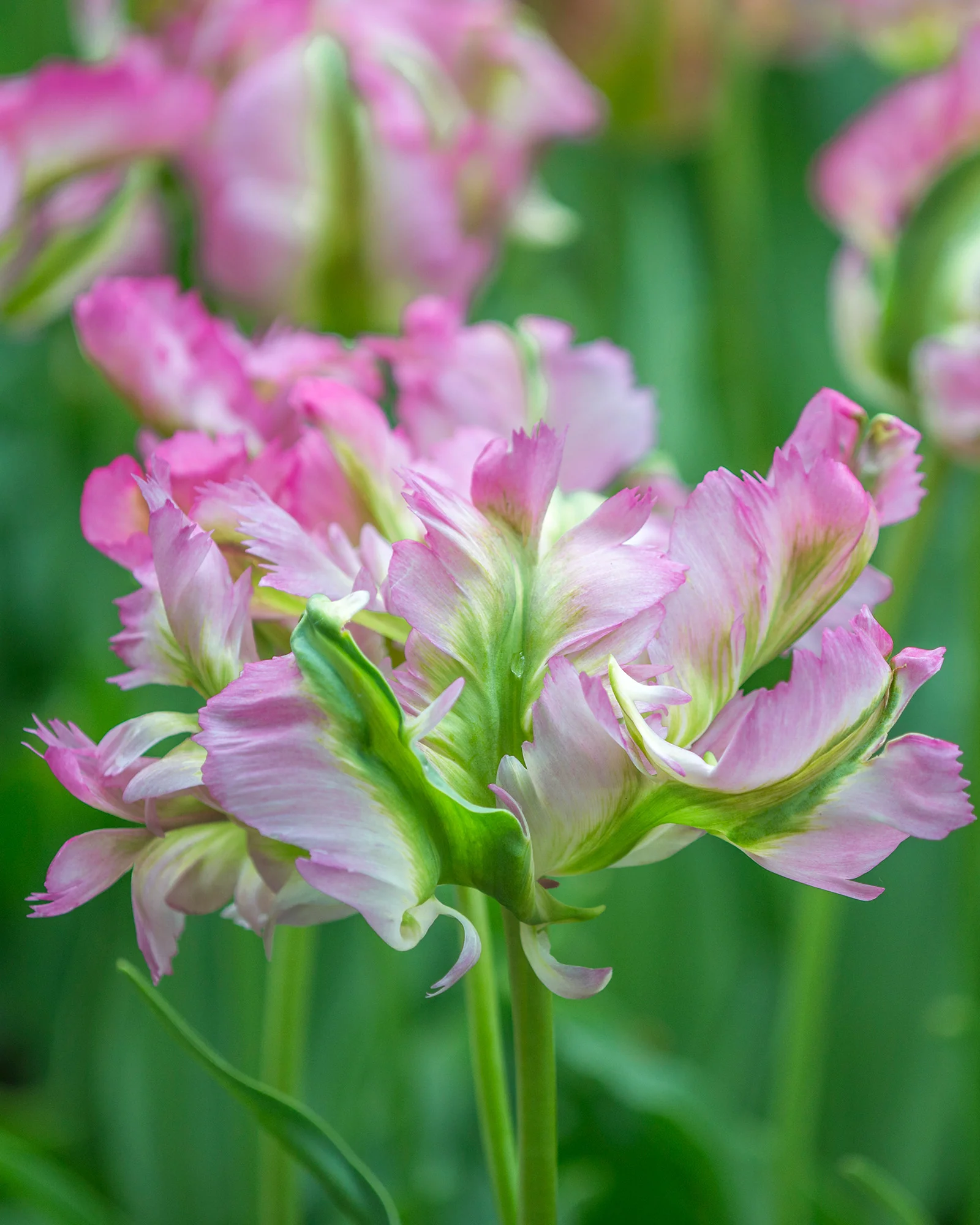 Tulip 'Green Wave' - Image 4