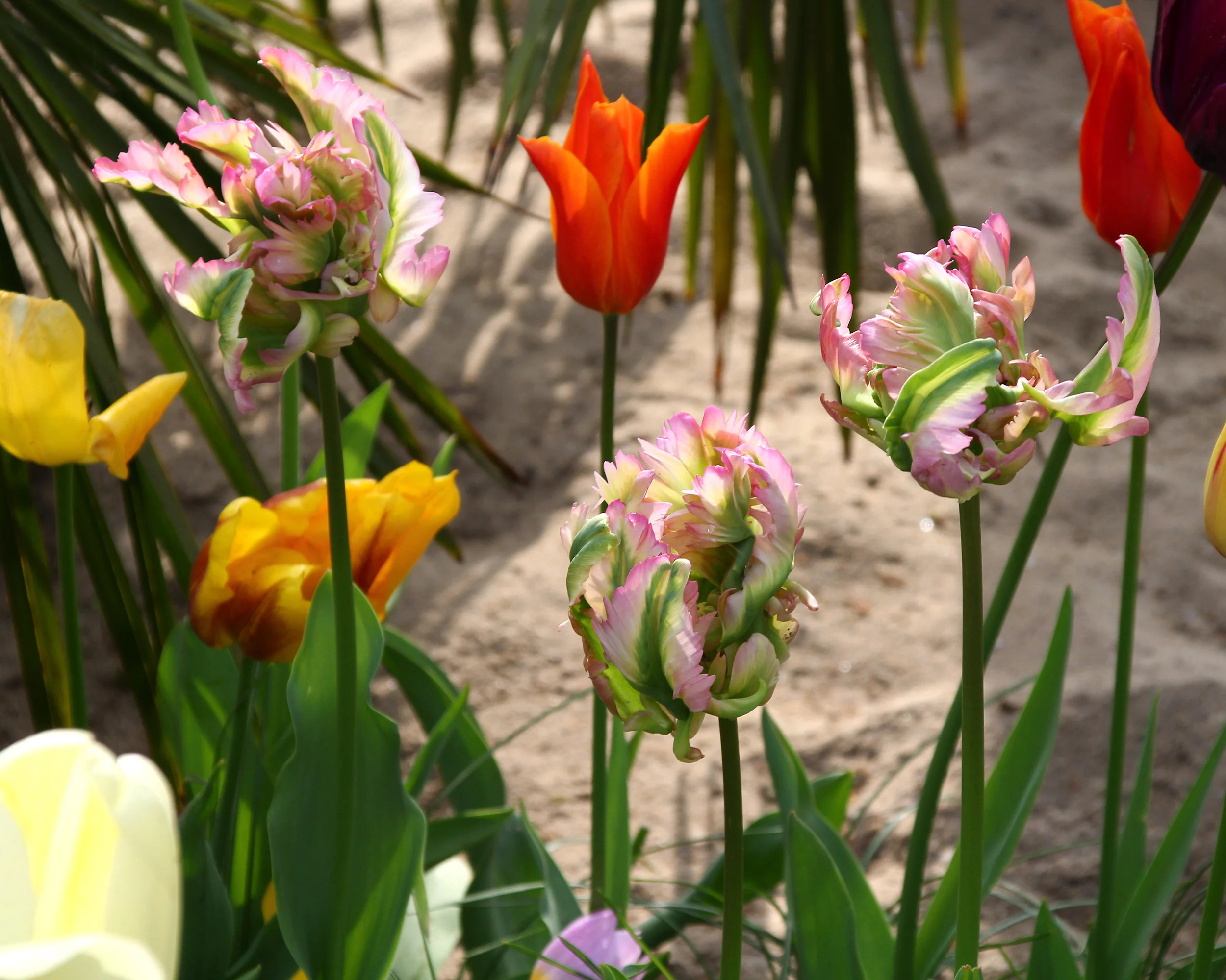 Tulip 'Green Wave' - Image 5