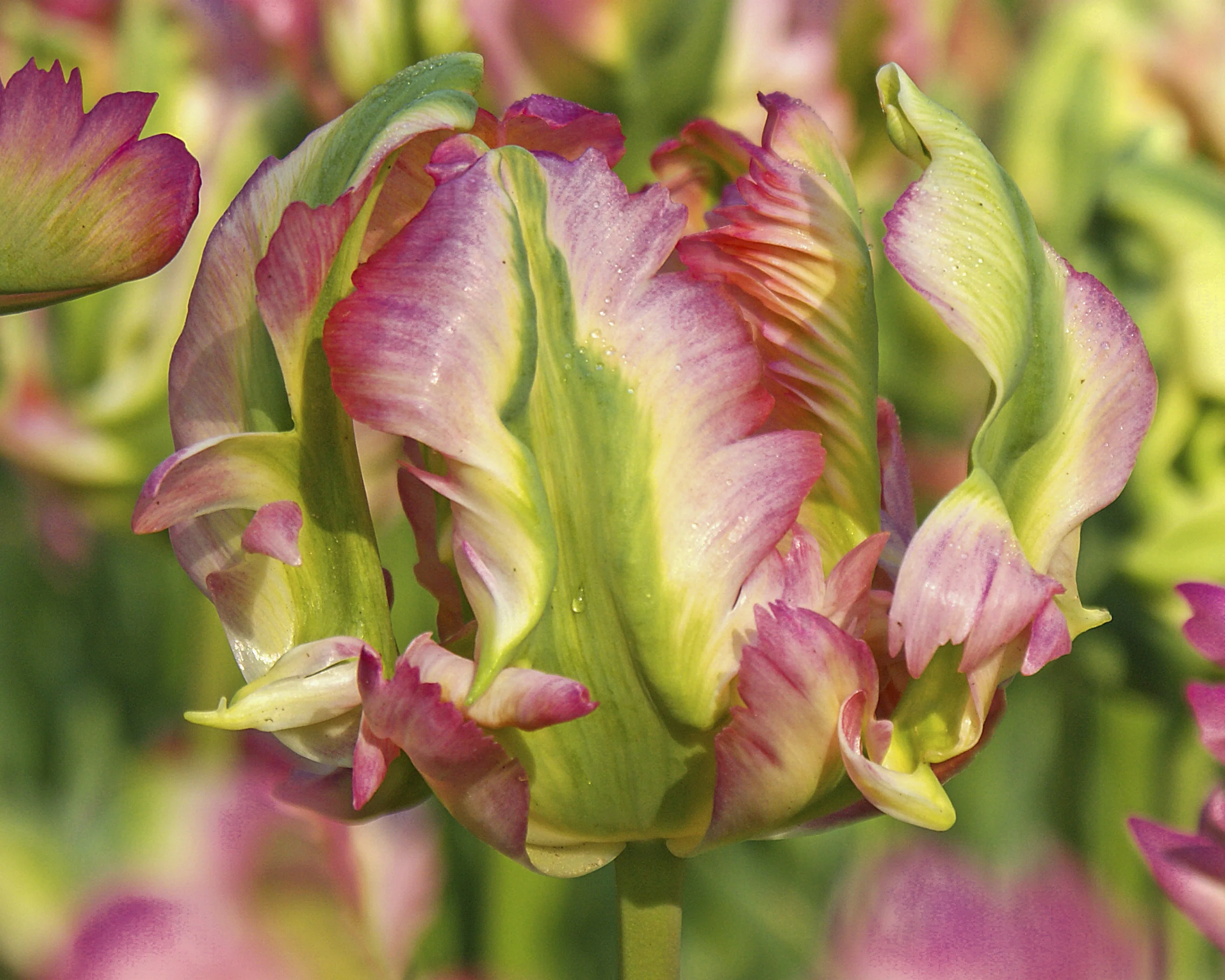 Tulip 'Green Wave' - Image 6
