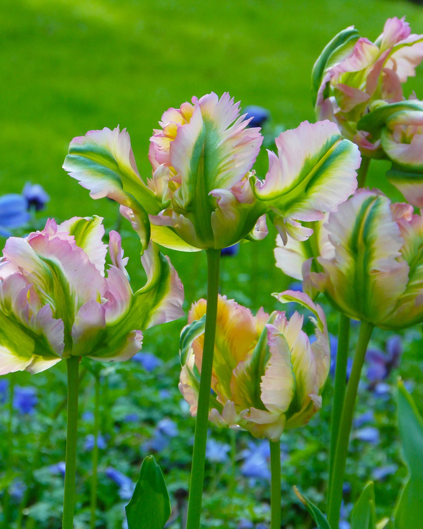 Tulip 'Green Wave' - Image 7