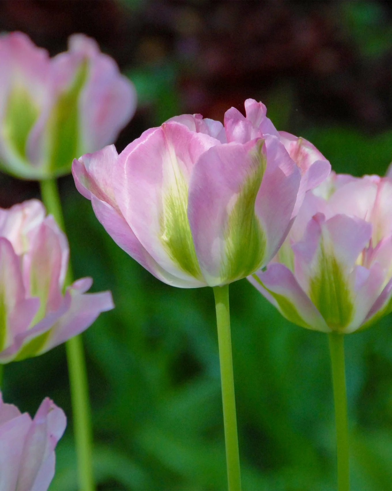 Tulip 'Greenland' - Image 3
