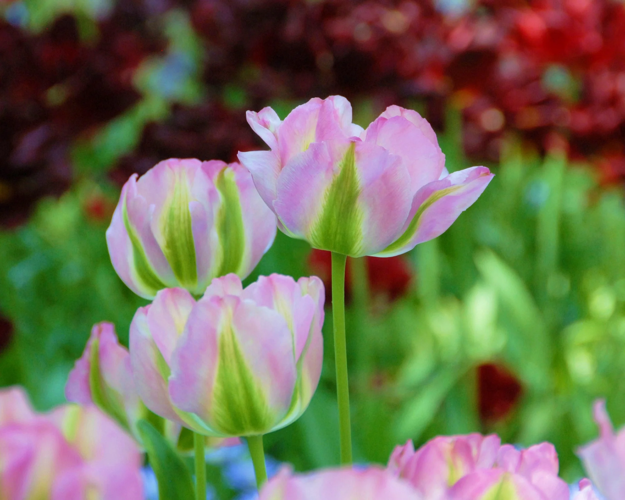Tulip 'Greenland' - Image 4