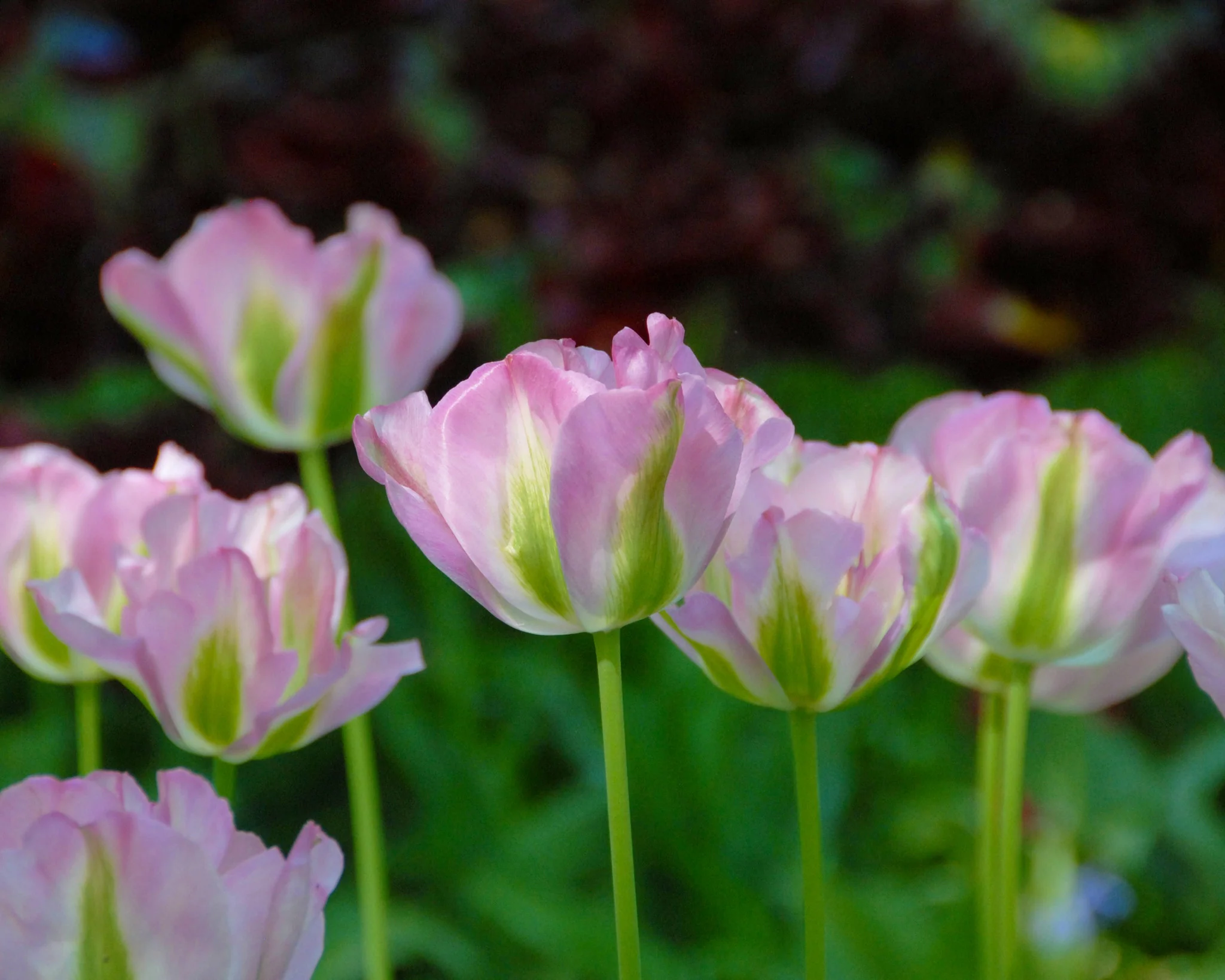 Tulip 'Greenland' - Image 6