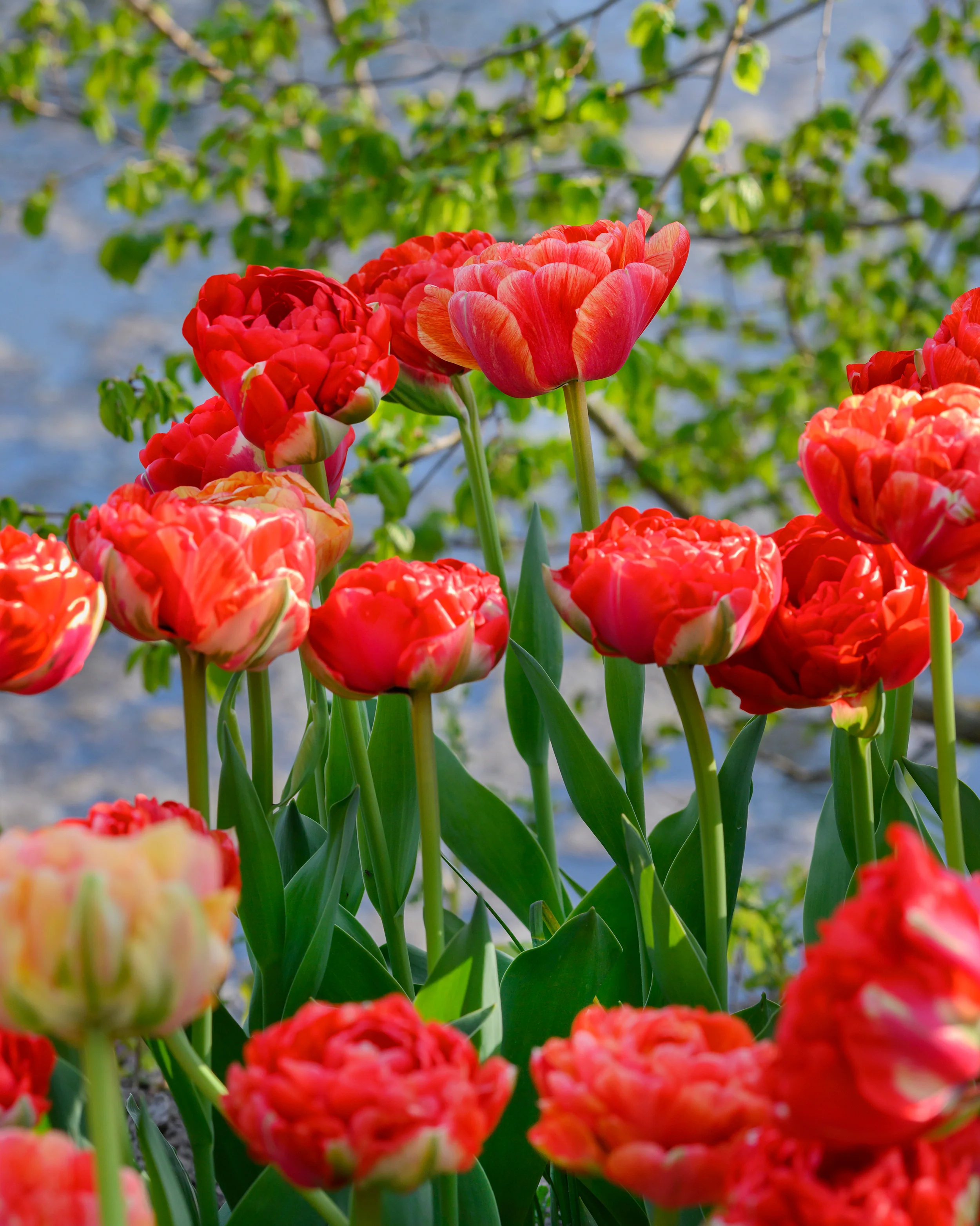 Tulip 'Gudoshnik Double' - Image 10
