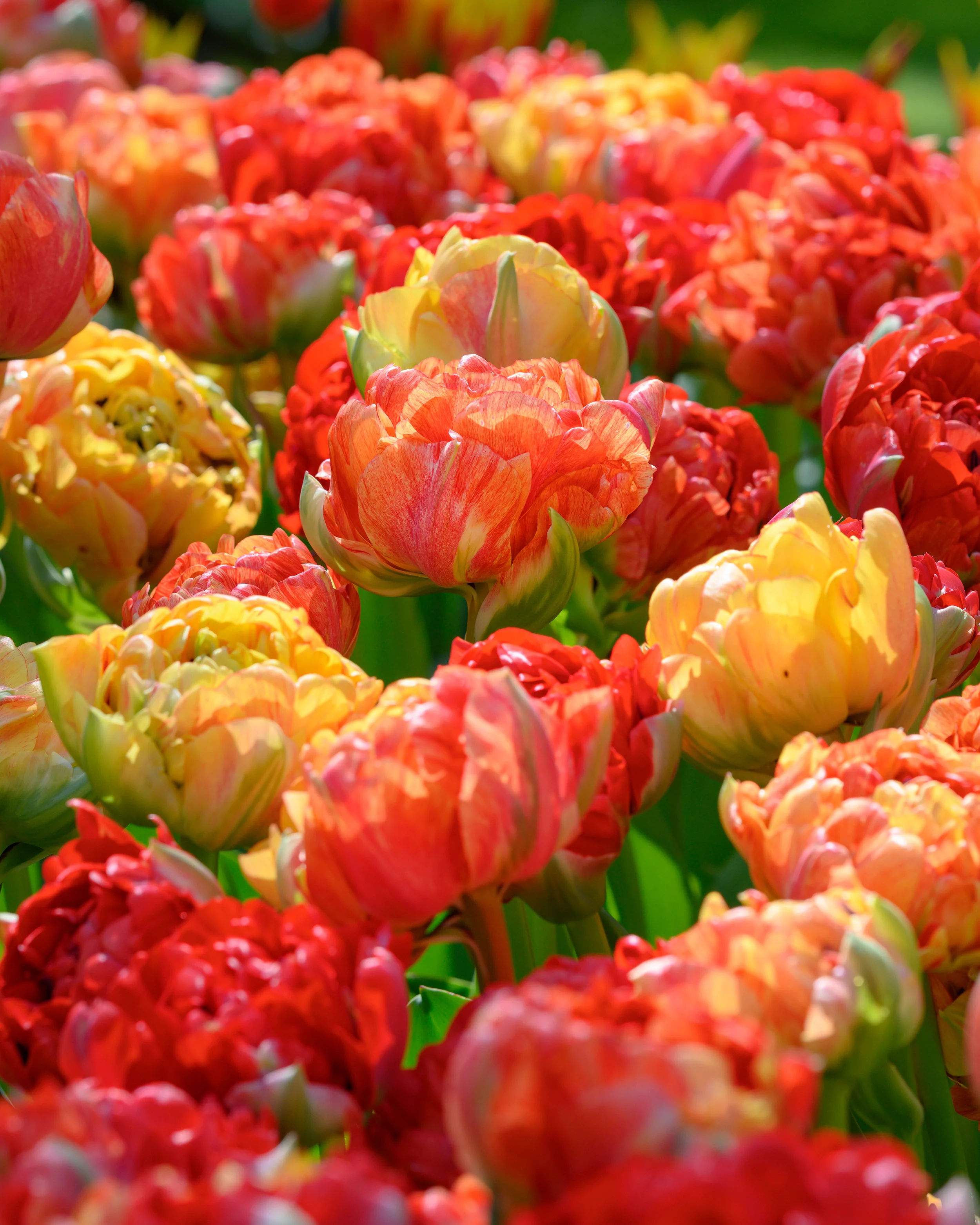 Tulip 'Gudoshnik Double' - Image 8