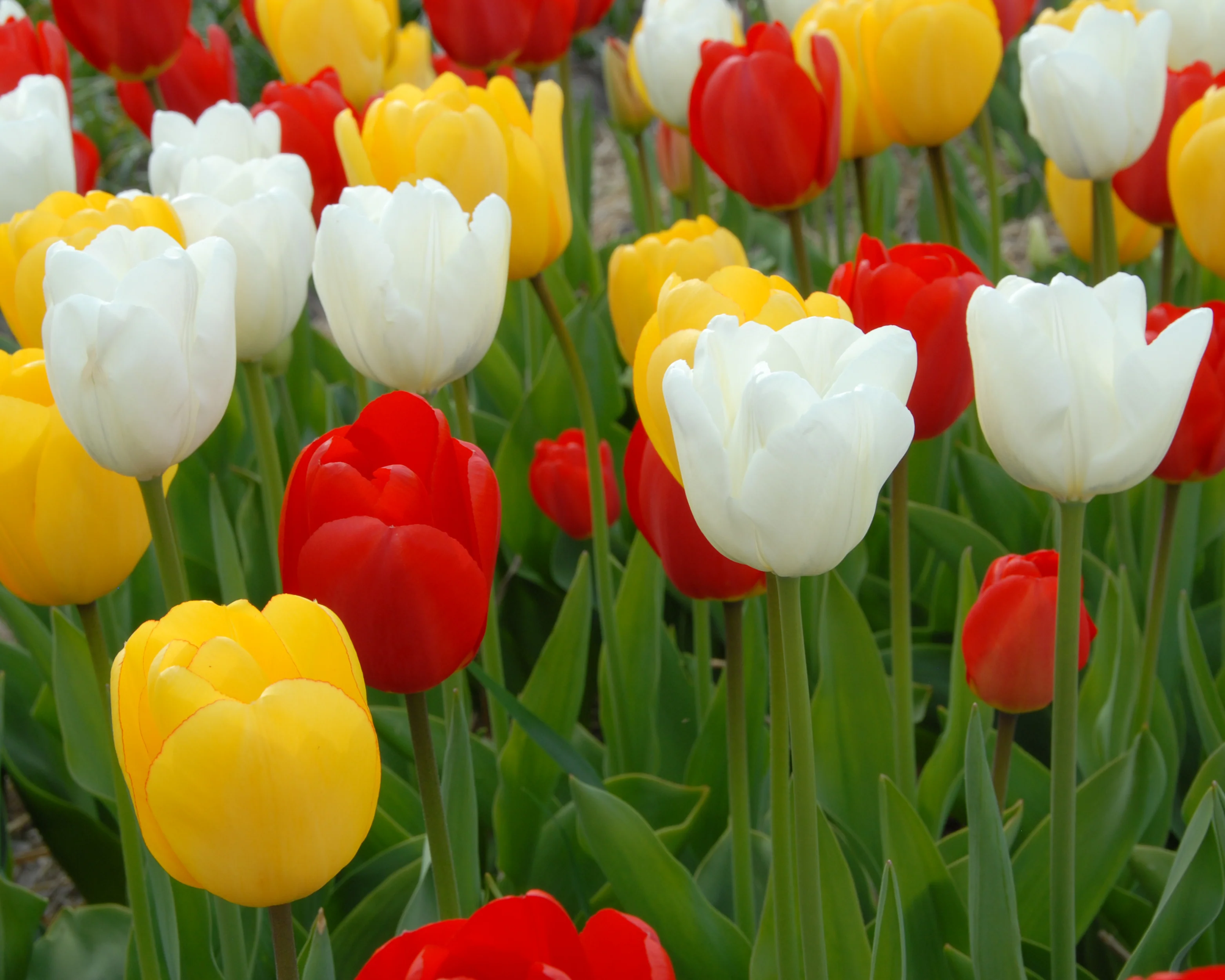 Tulip 'Hakuun' - Image 10