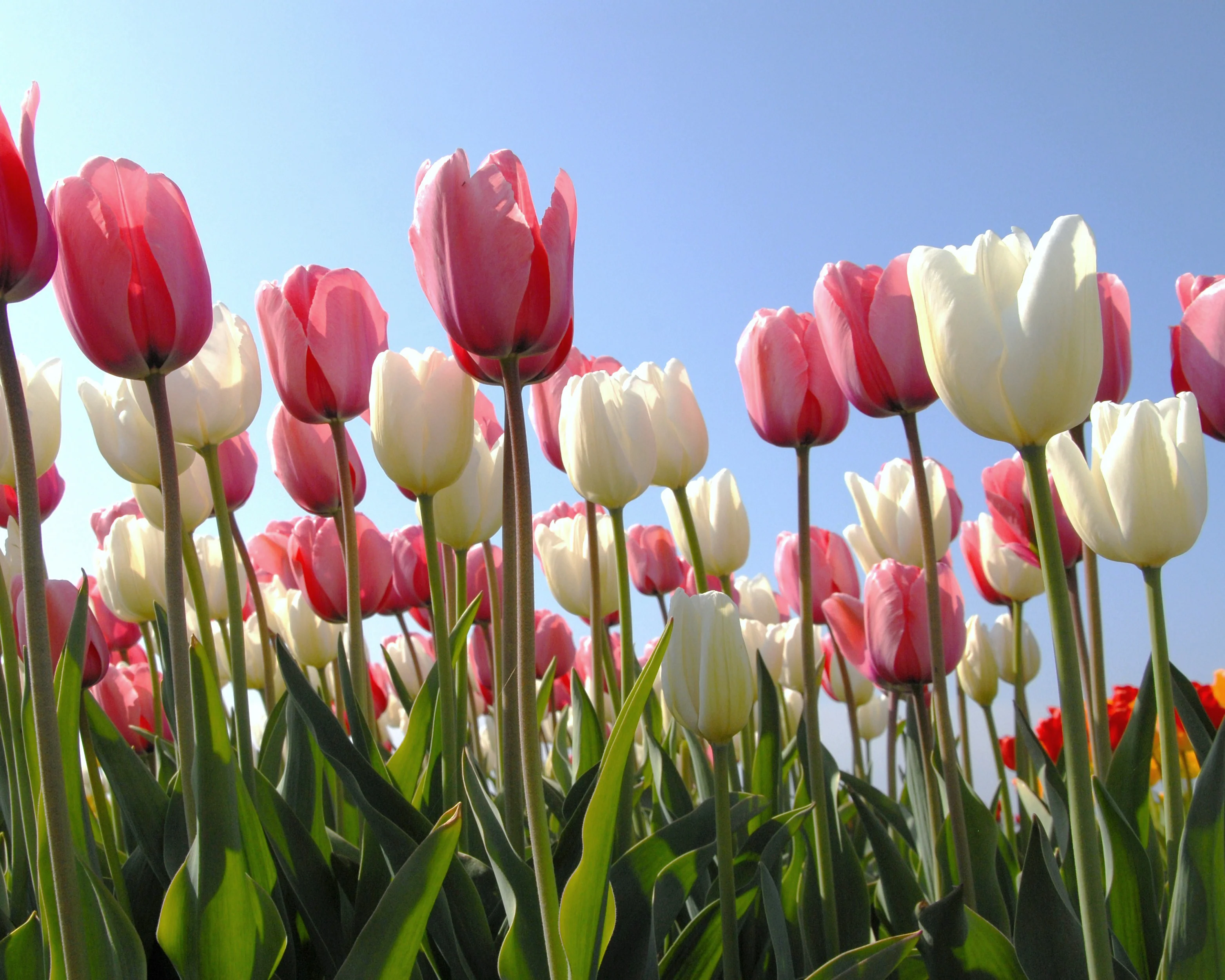 Tulip 'Hakuun' - Image 11
