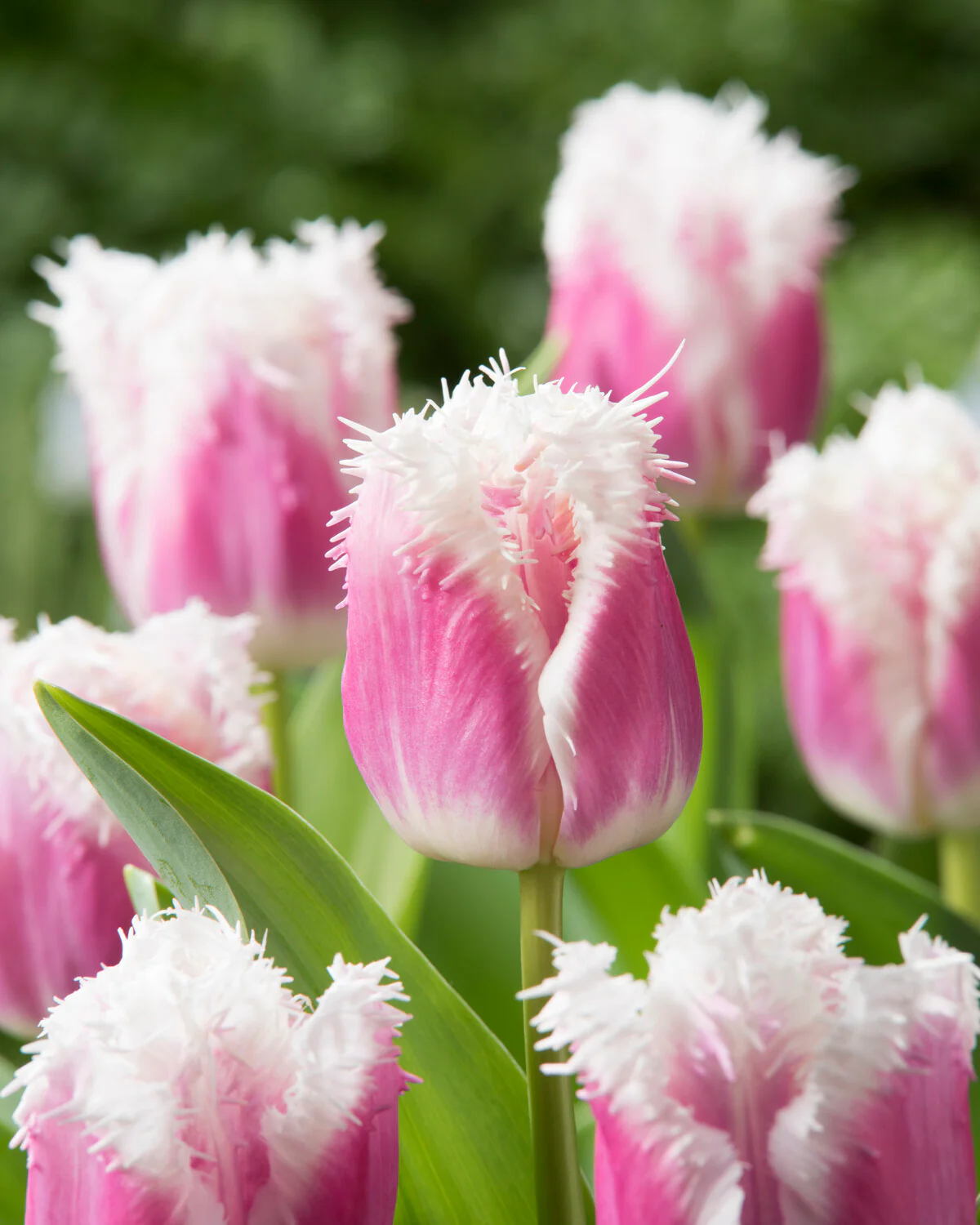 Tulip 'Hawaii' - Image 2