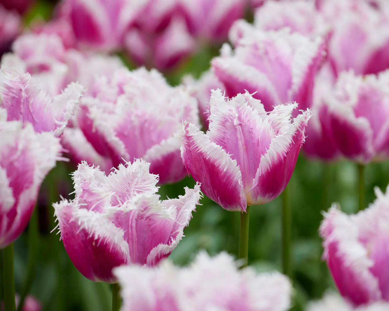 Tulip 'Hawaii' - Image 3