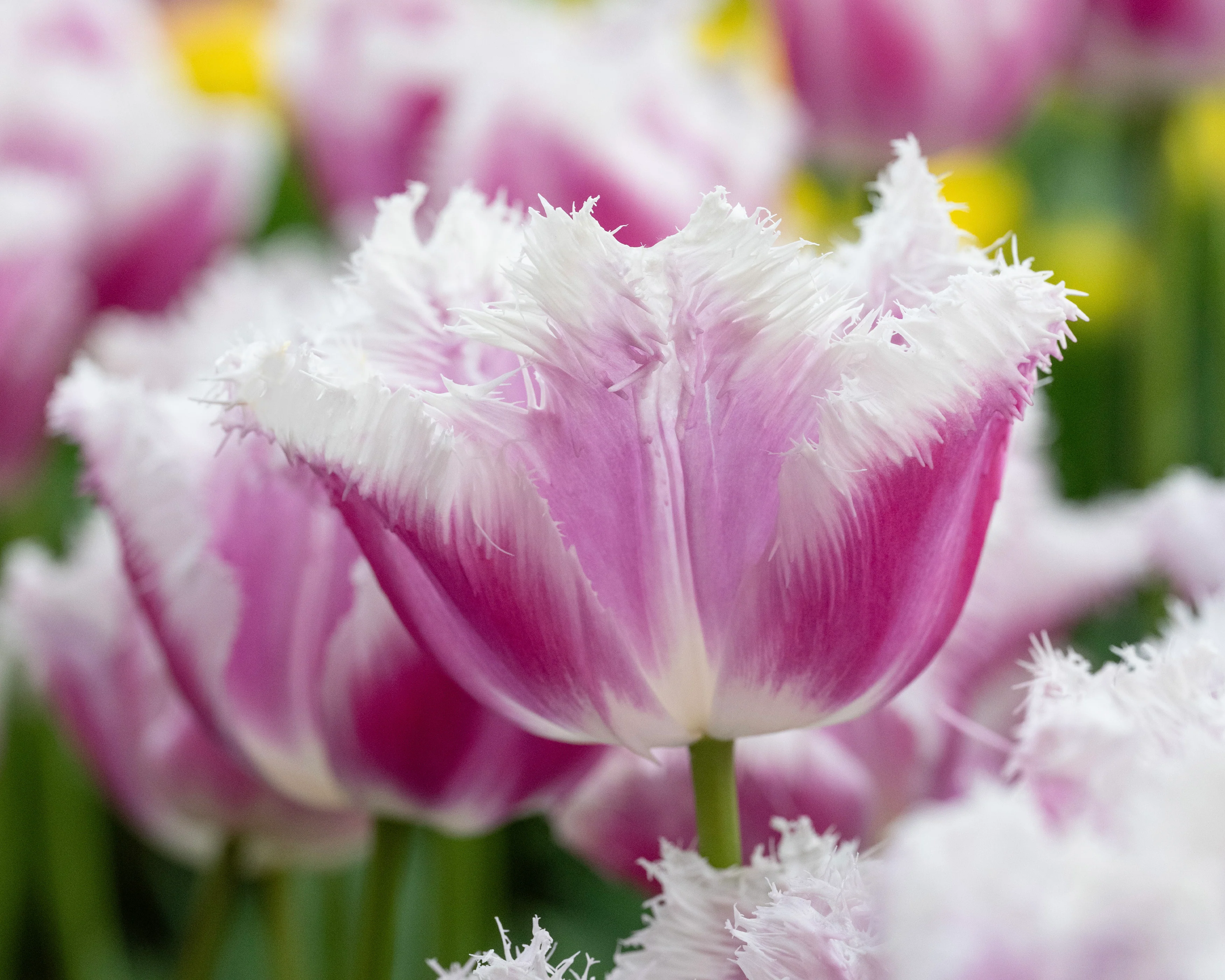 Tulip 'Hawaii' - Image 4