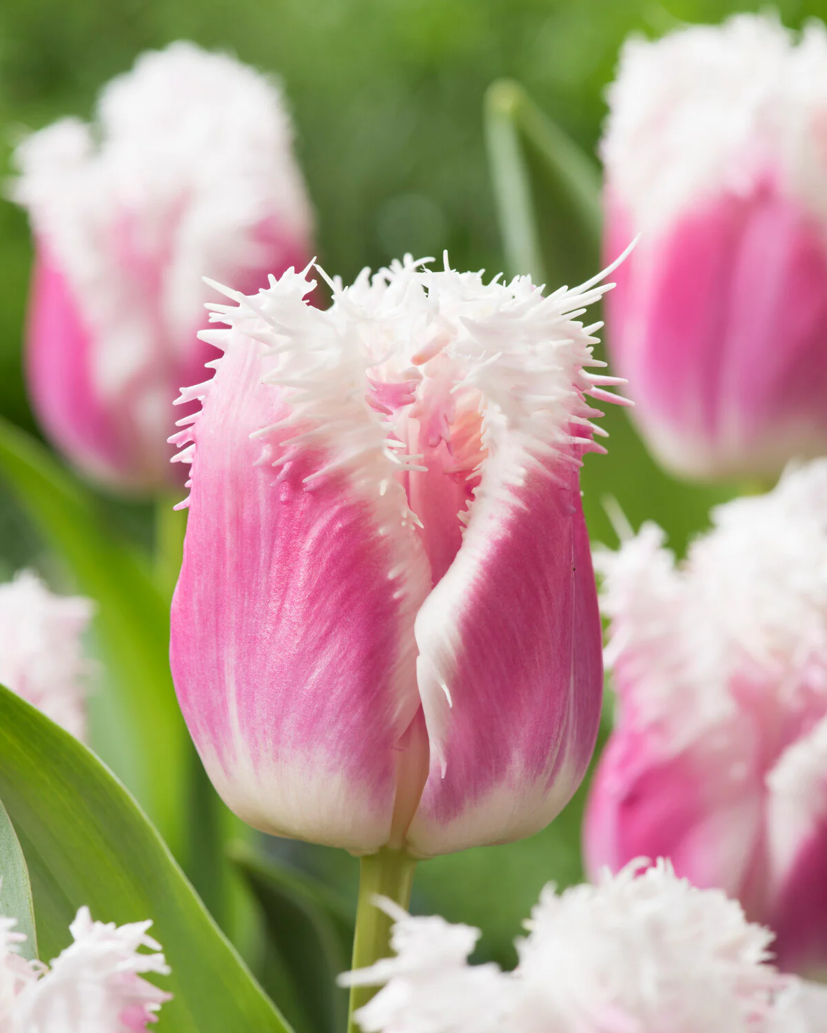 Tulip 'Hawaii' - Image 8