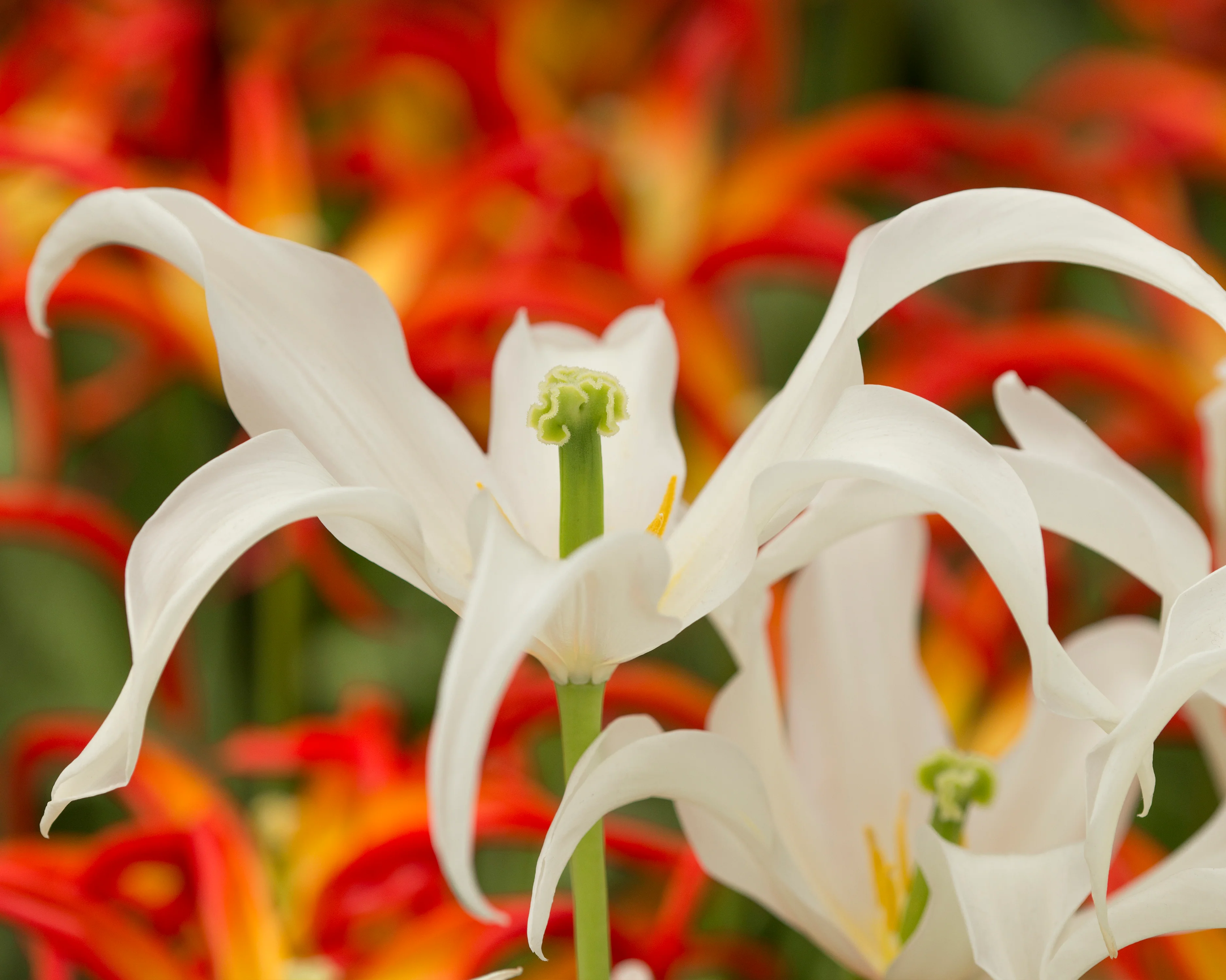 Tulip 'Healthcare' - Image 7