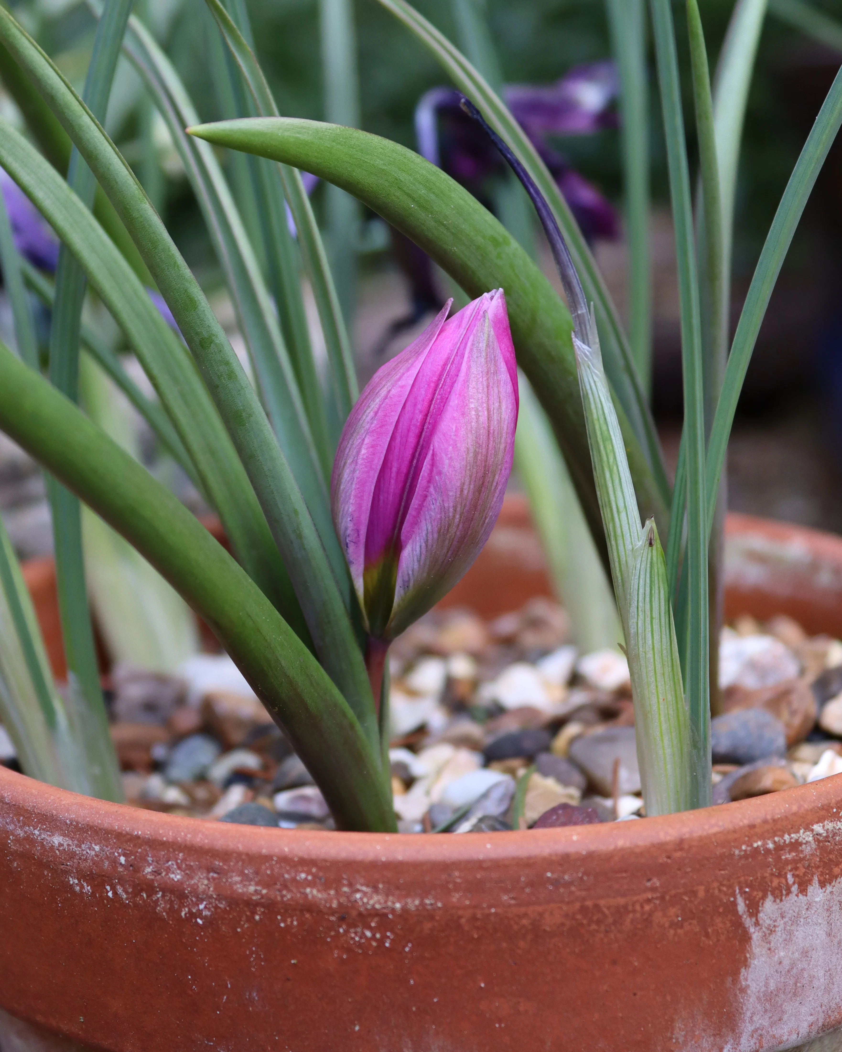 Tulip humilis 'Helene' - Image 3