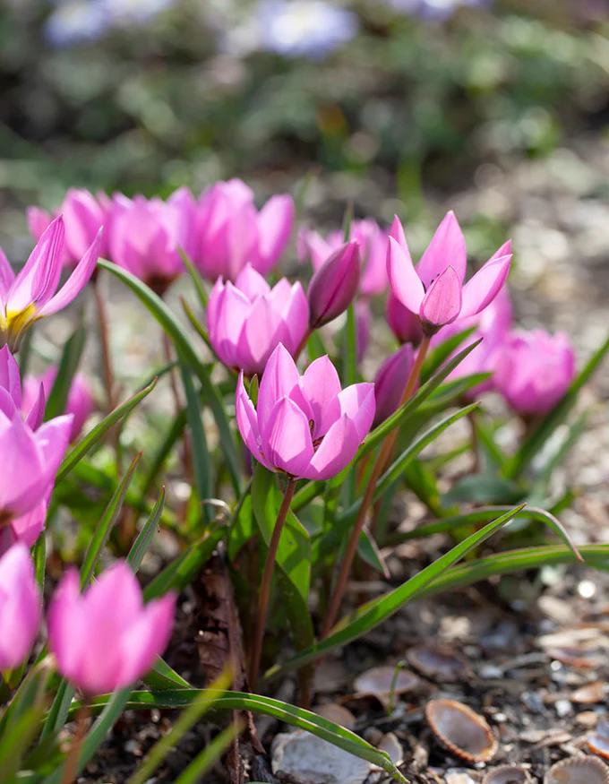 Tulip humilis 'Helene' - Image 5