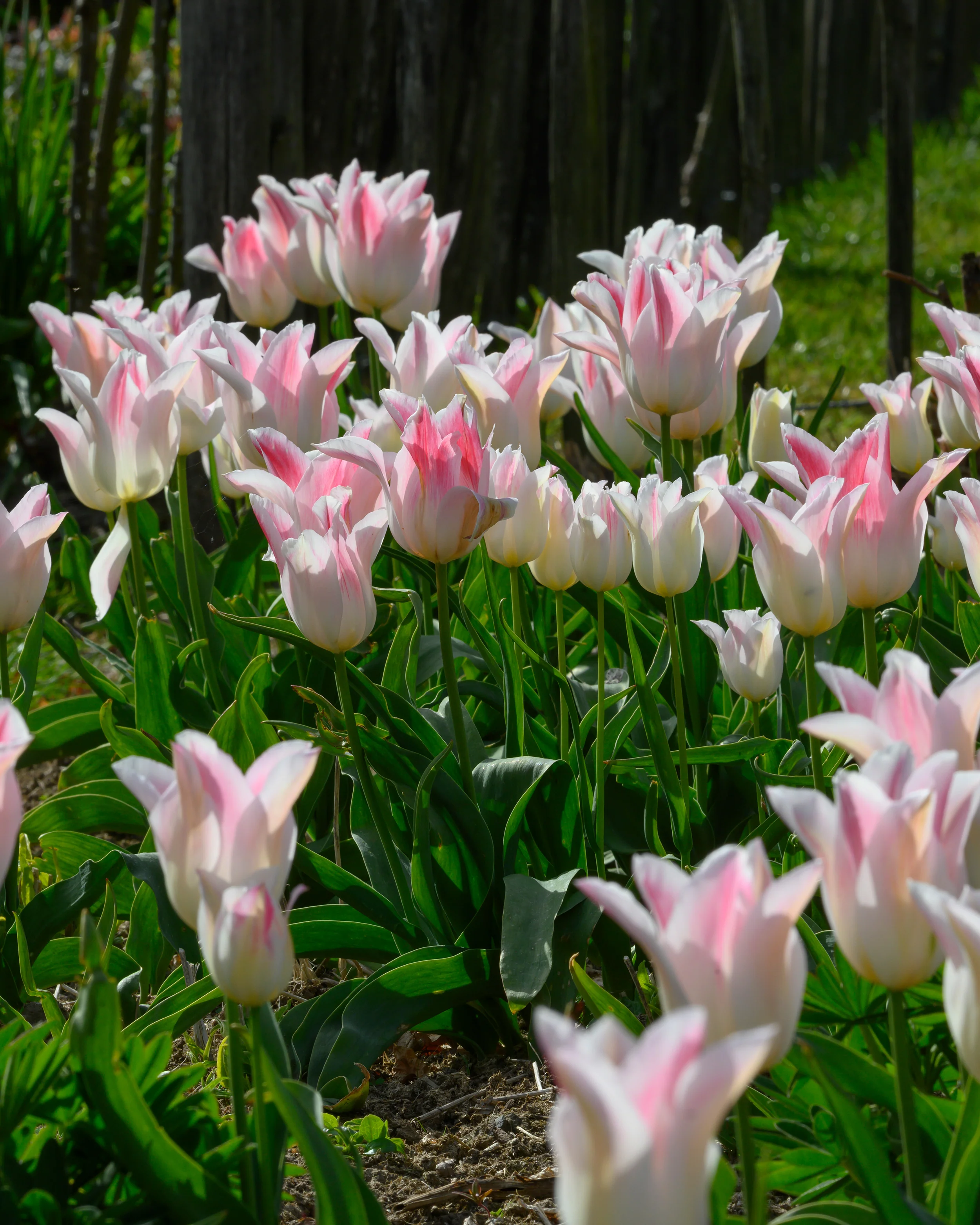 Tulip 'Holland Chic' - Image 4