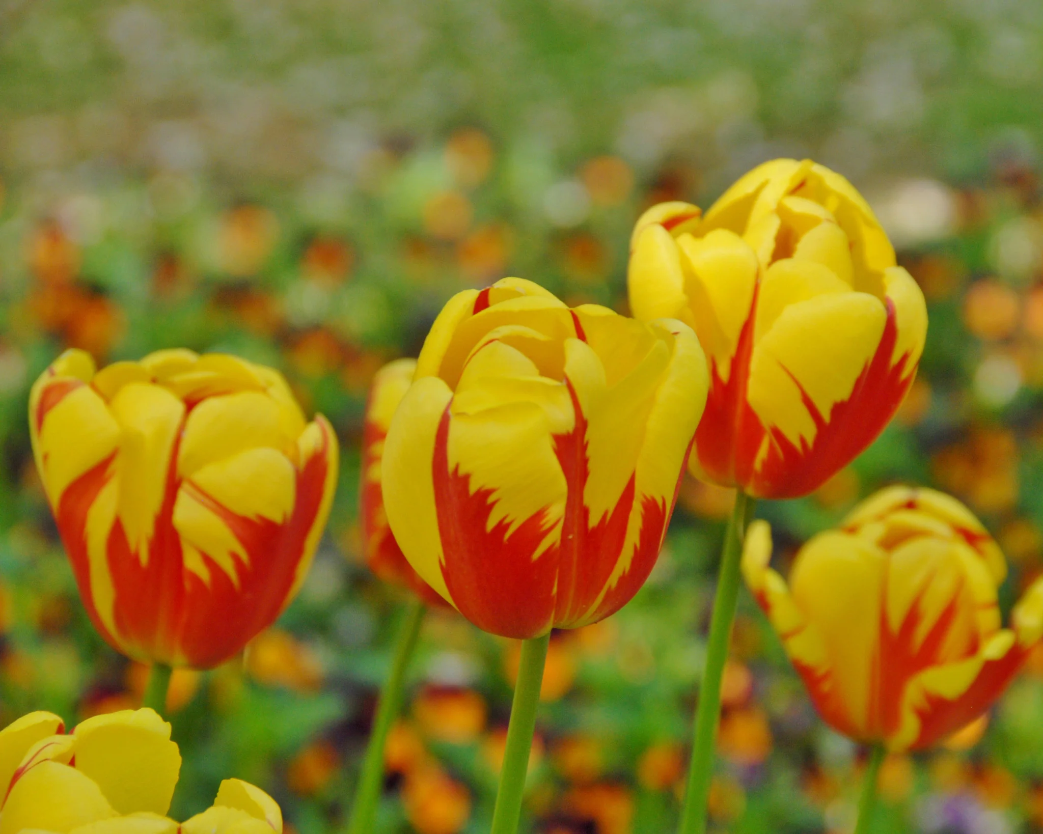 Tulip 'Holland Queen' - Image 3