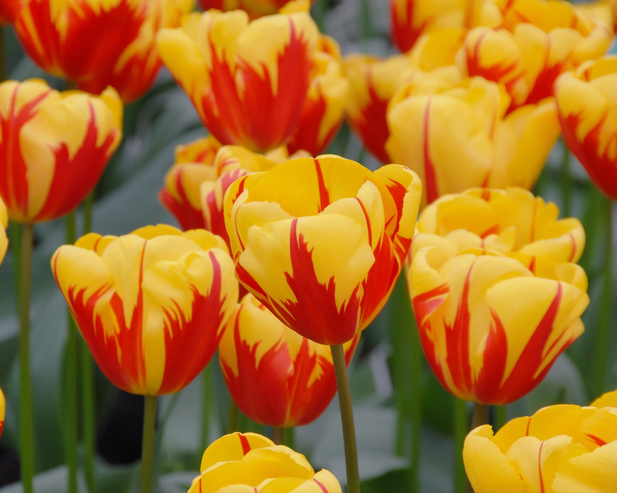 Tulip 'Holland Queen' - Image 4