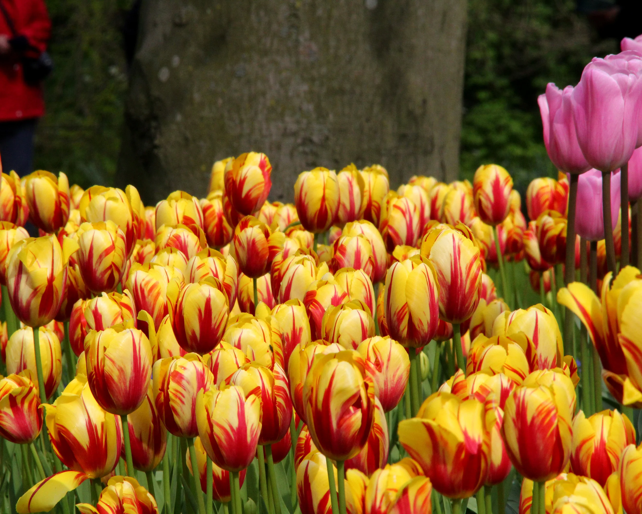 Tulip 'Holland Queen' - Image 5