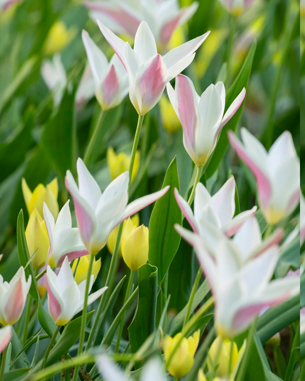 Tulip 'Honky Tonk' - Image 13